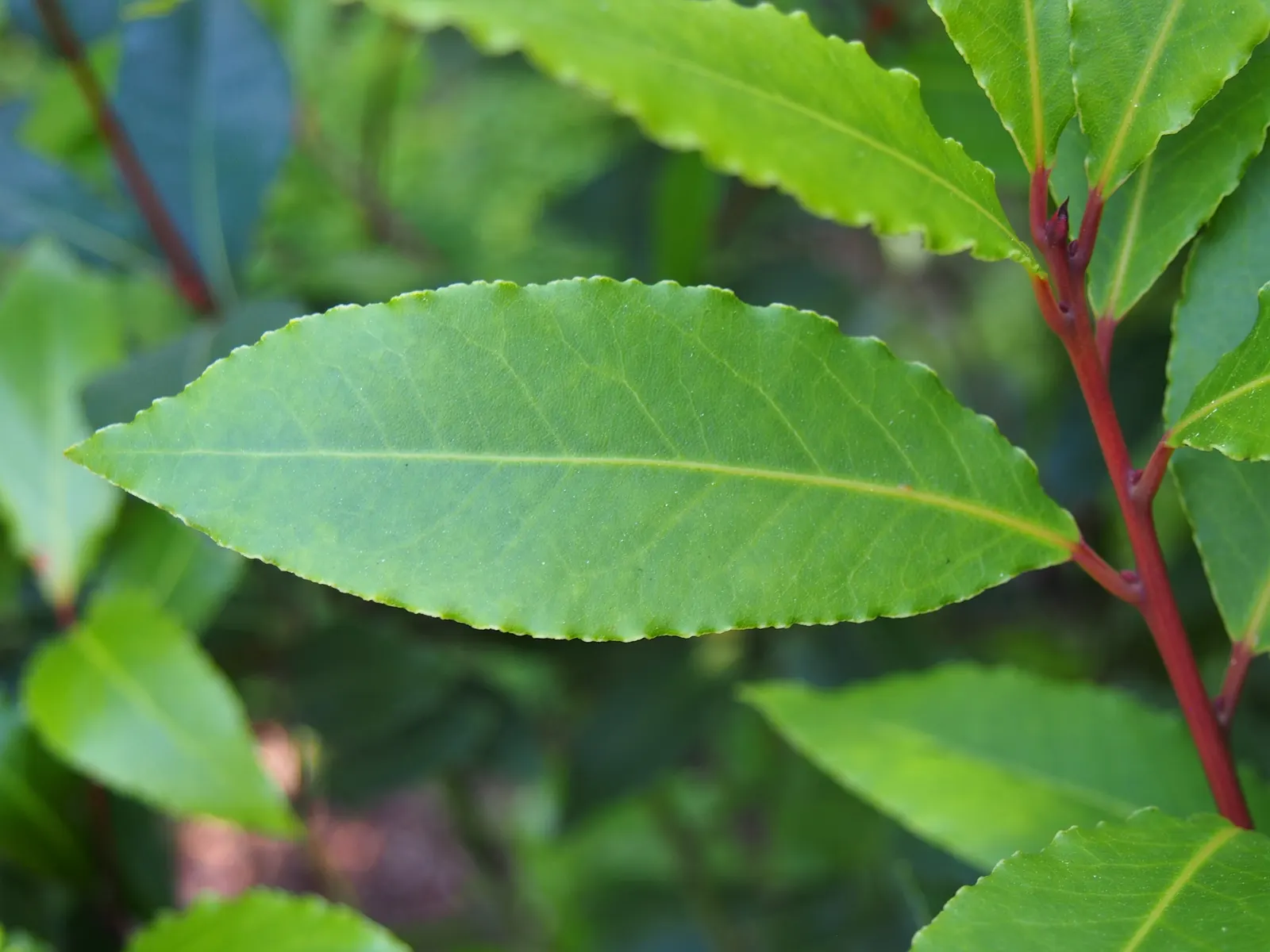 Grecian Laurel (Laurus Nobilis) — shrub / tree for full or half
