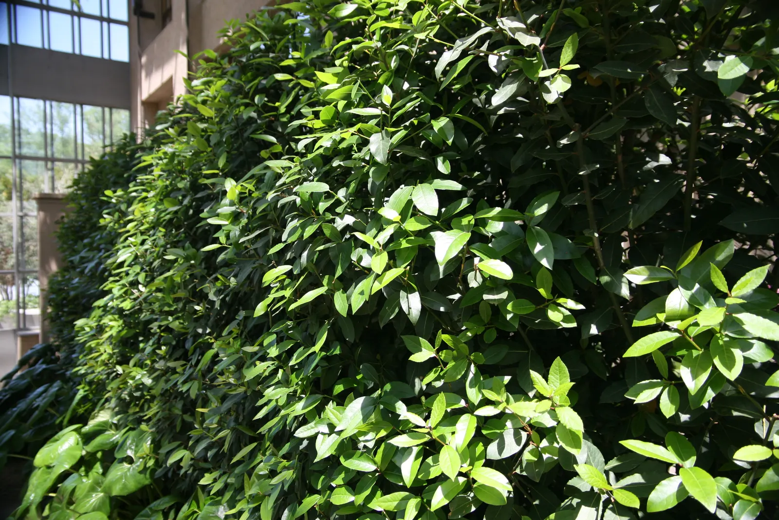 Grecian Laurel (Laurus Nobilis) — it thrives in full sun to partial shade in well-drained soils; reaching up to 18-30 feet tall and 12-20 feet wide, image 48