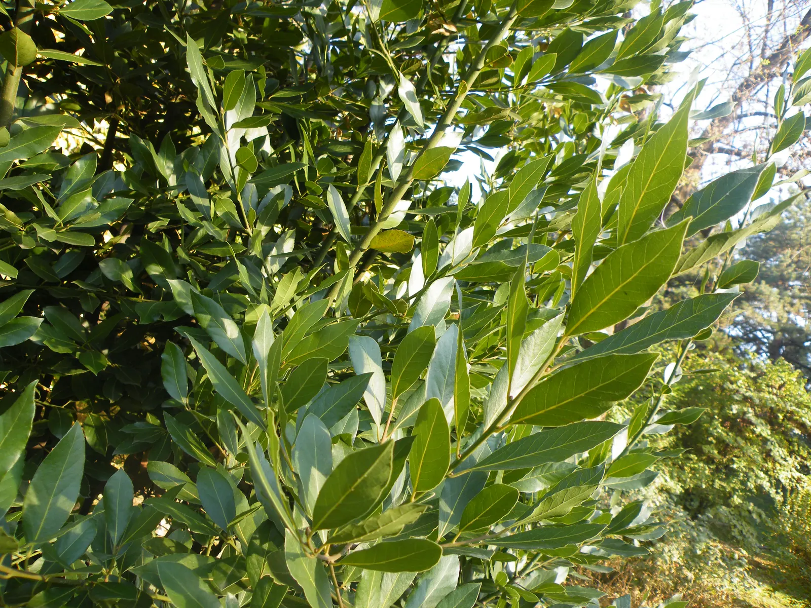 Grecian Laurel (Laurus Nobilis) — Reaching up to 18-30 feet tall and 12-20 feet wide; and provides year-round greenery