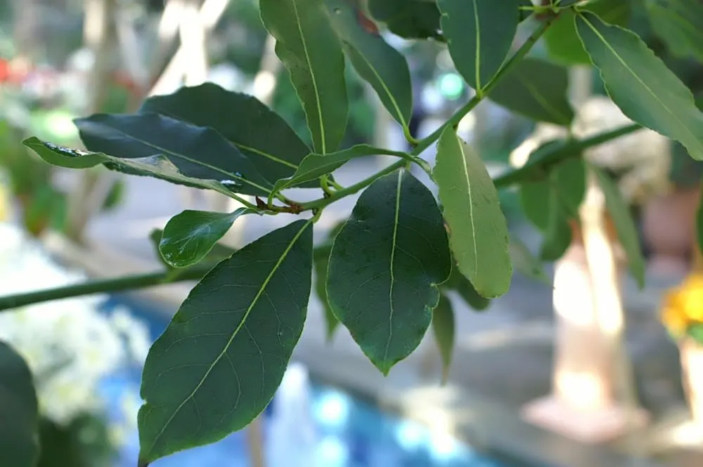 Grecian Laurel (Laurus Nobilis) — Reaching up to 18-30 feet tall and 12-20 feet wide; and provides year-round greenery, image 47