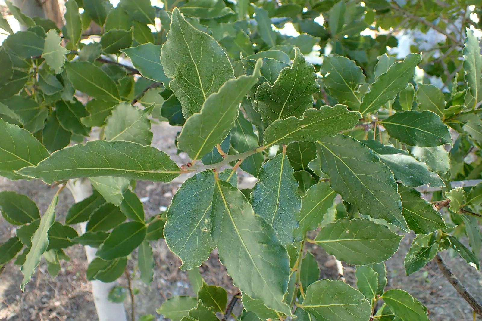 Grecian Laurel (Laurus Nobilis) — Its slow to moderate growth rate allows for a manageable pruning schedule; shrub / tree with yellow blooms, image 82