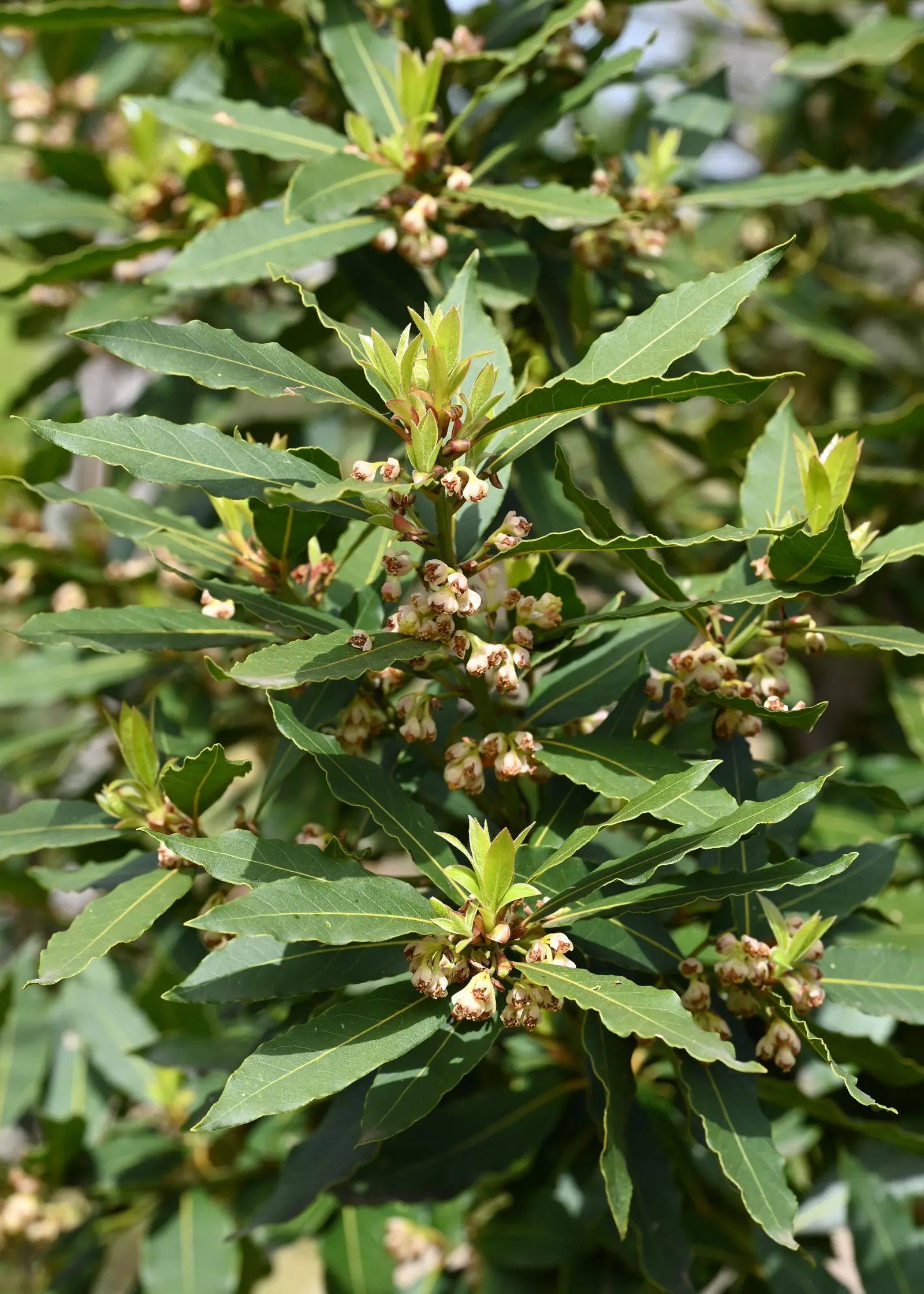 Grecian Laurel (Laurus Nobilis) — symbolizes victory and achievement; small yellow flowers bloom in spring, followed by purplish-black berries if, image 83