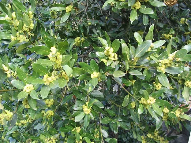 Grecian Laurel (Laurus Nobilis) — is an evergreen shrub with aromatic; it thrives in full sun to partial shade in well-drained soils, image 89
