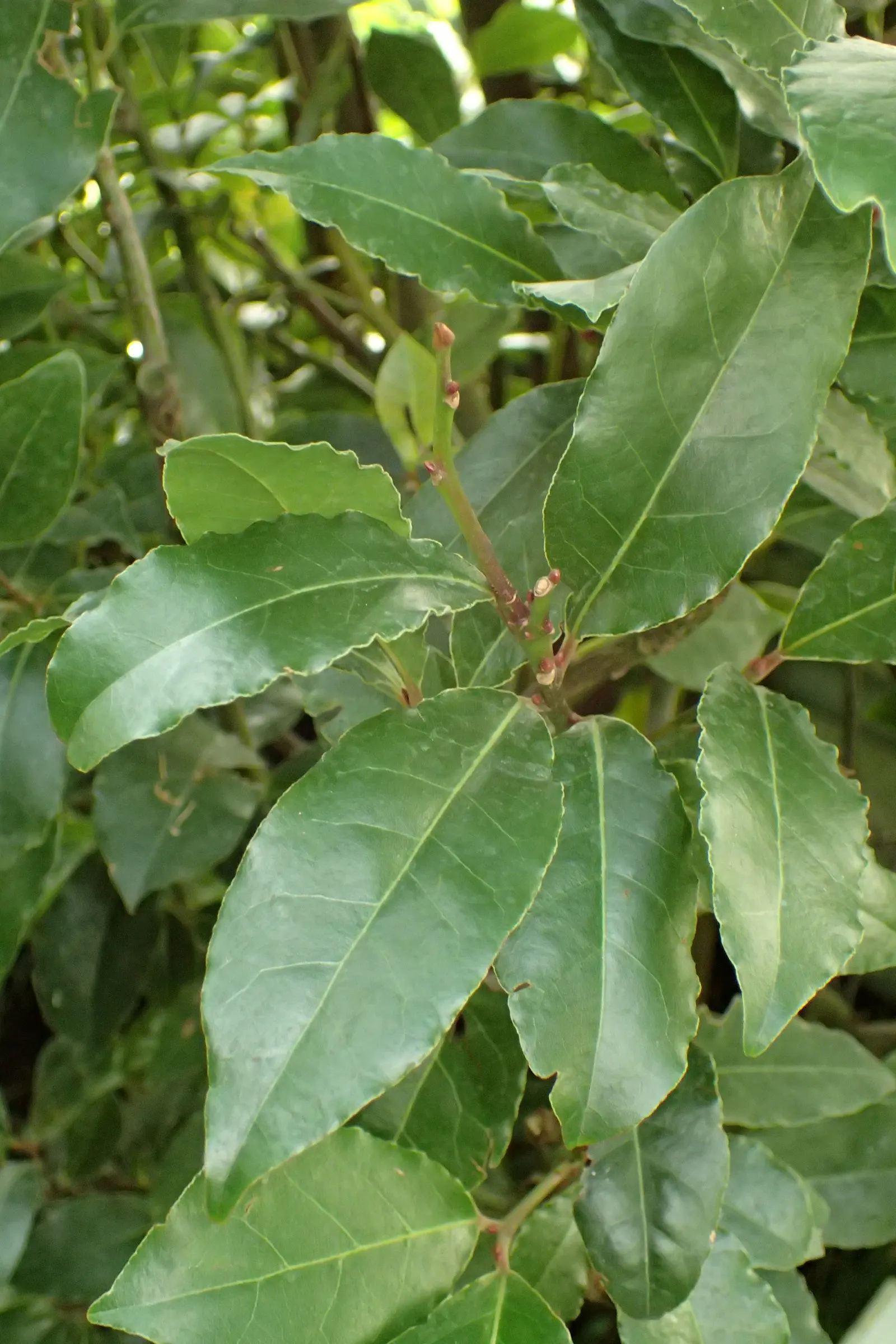 Grecian Laurel (Laurus Nobilis) — the Grecian Laurel requires well-drained soil with a preference for a slightly acidic to neutral pH