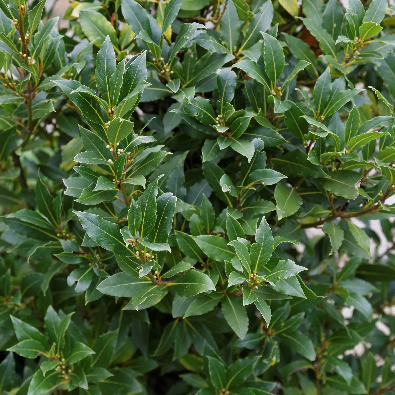 Grecian Laurel (Laurus Nobilis) — Hardy in USDA zones 8-10, it can be trained as a topiary or used in hedges; with a spread of 5 to 20 feet, image 71