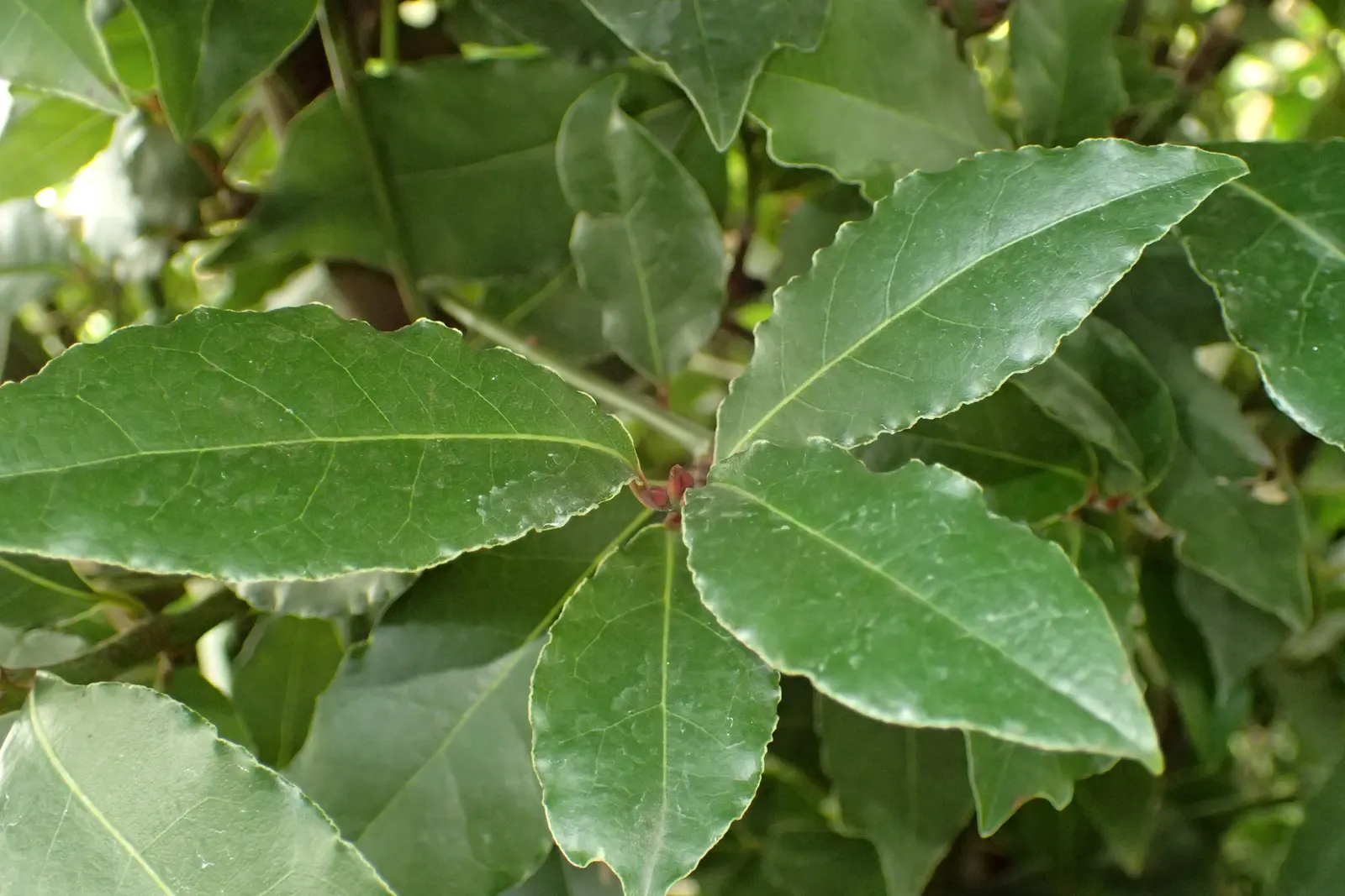 Grecian Laurel (Laurus Nobilis) — and provides year-round greenery