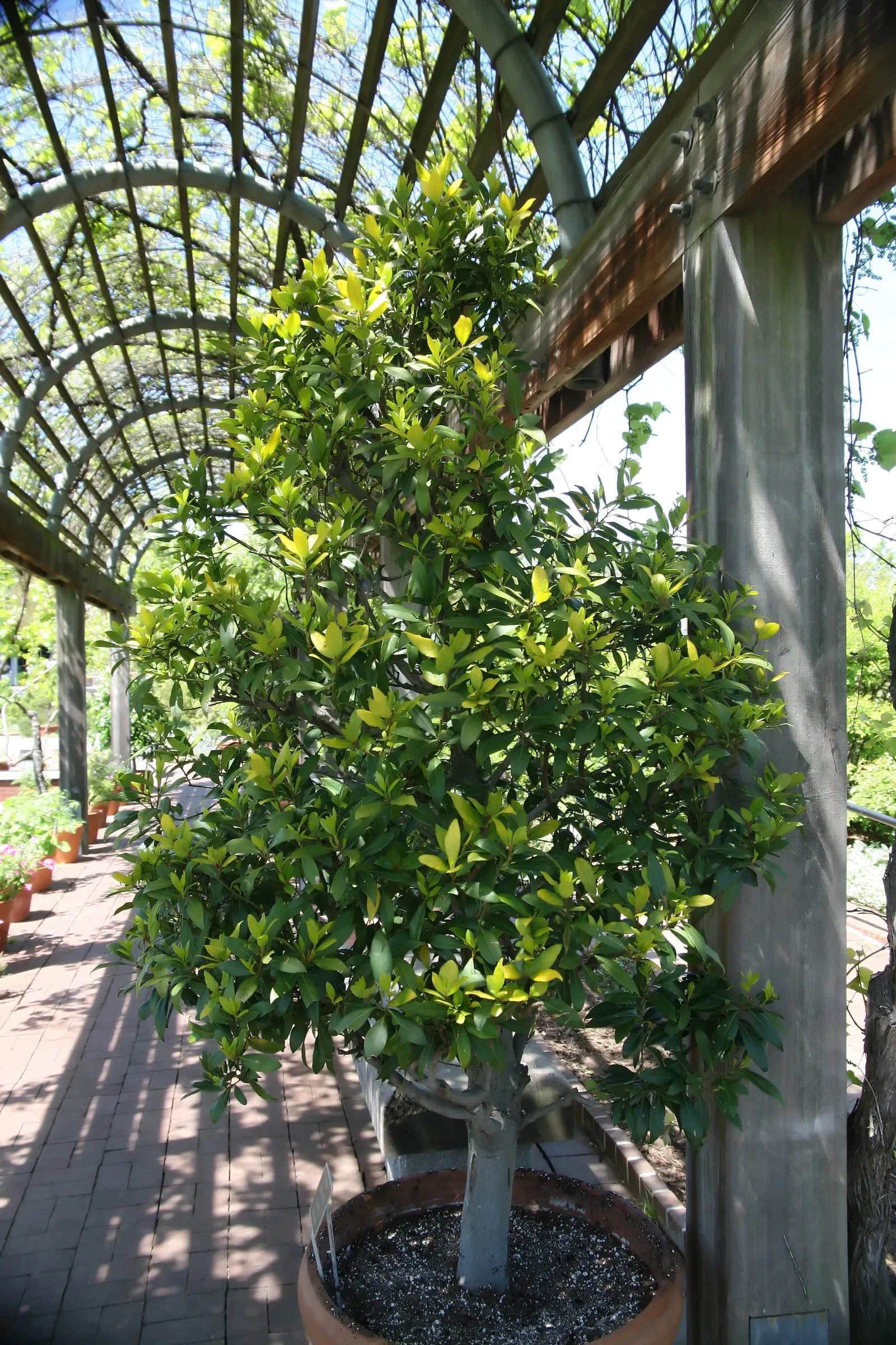 Grecian Laurel (Laurus Nobilis) — this noble plant typically achieves a stature of 10 to 30 feet tall; its slow to moderate growth rate allows for a manageable
