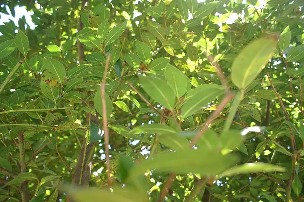 Grecian Laurel (Laurus Nobilis) — In terms of maintenance, pruning is optional but can be utilized to shape the plant or control its size; showcasing its