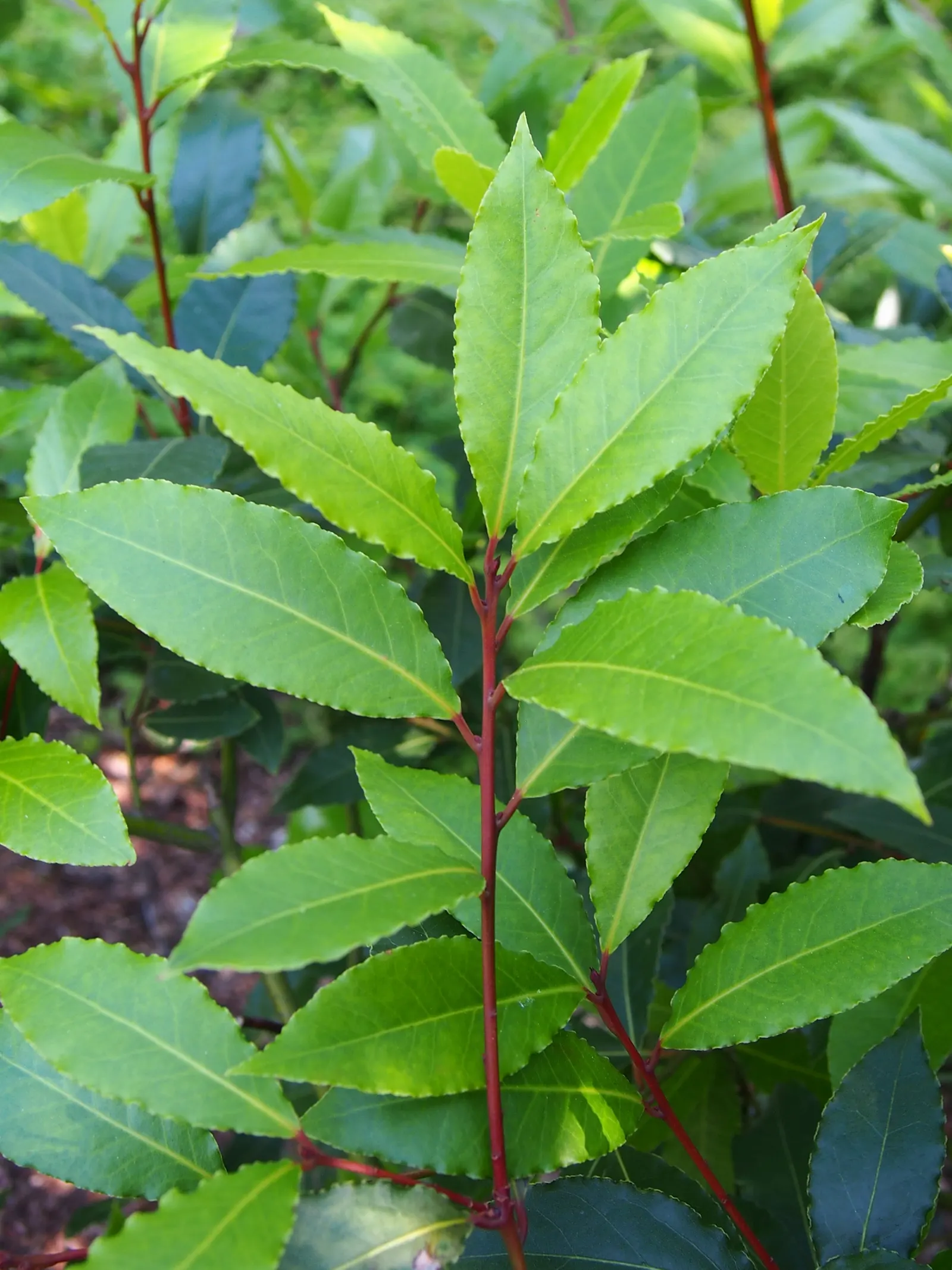 Grecian Laurel (Laurus Nobilis) — is an evergreen shrub with aromatic; it thrives in full sun to partial shade in well-drained soils