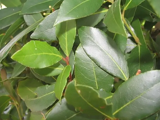 Grecian Laurel (Laurus Nobilis) — with a spread of 5 to 20 feet; is an evergreen shrub with aromatic, image 54
