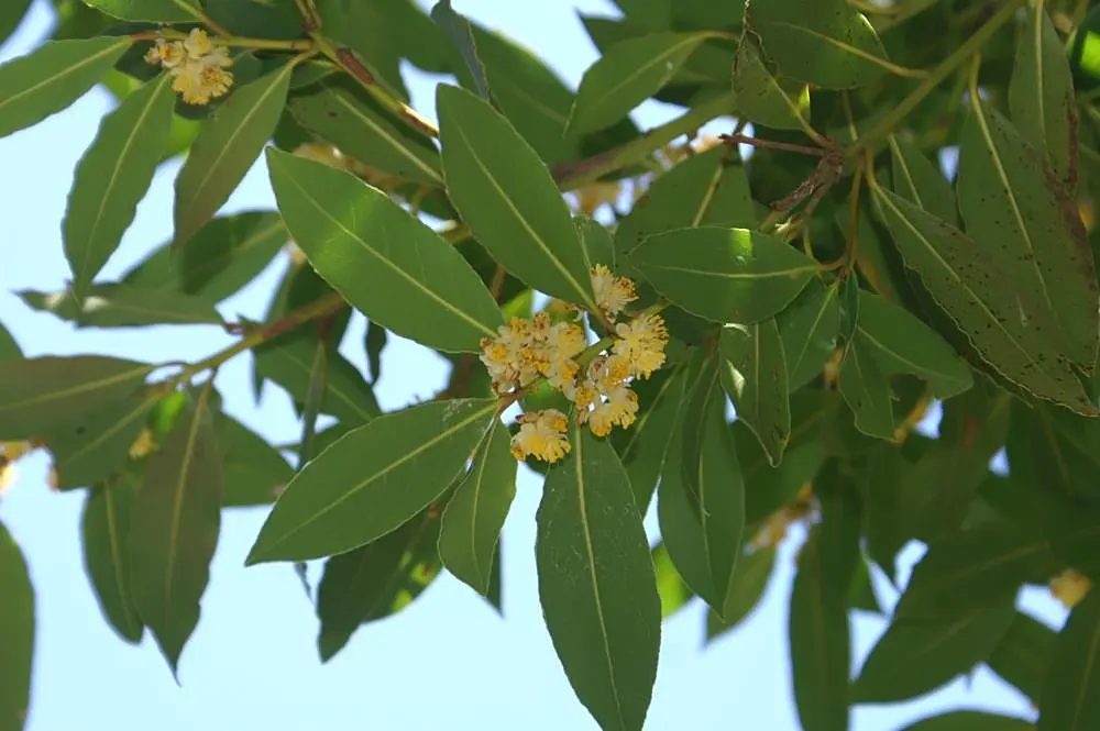 Grecian Laurel (Laurus Nobilis) — Hardy in USDA zones 8-10, it can be trained as a topiary or used in hedges