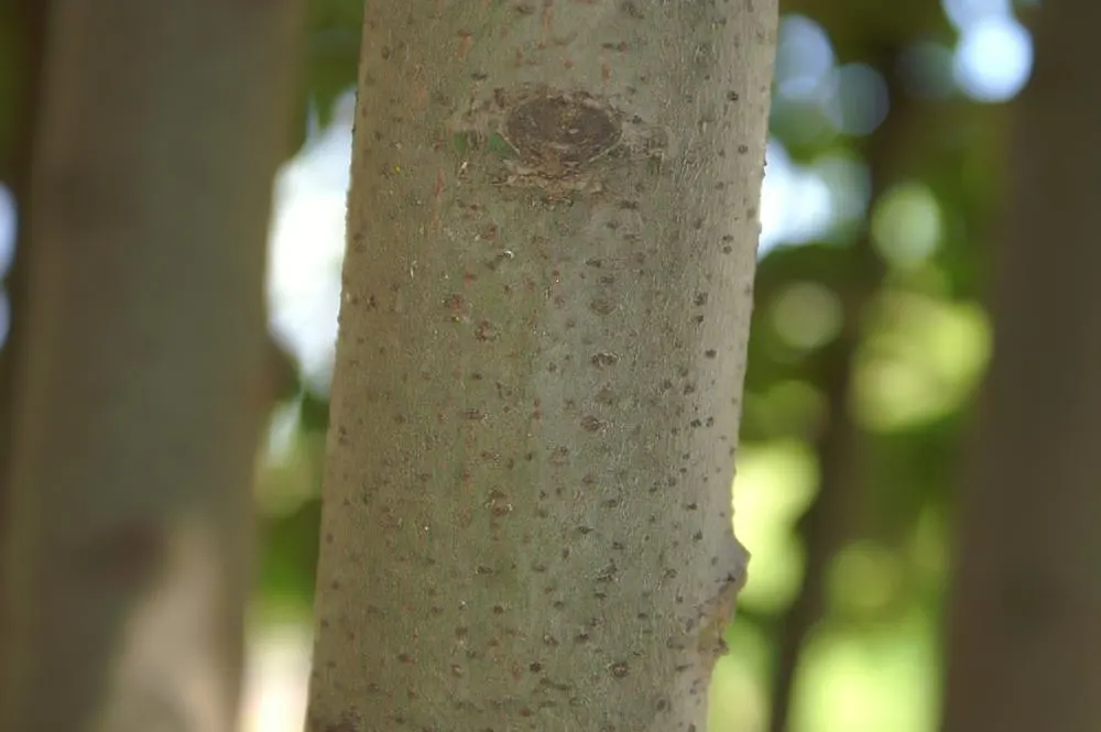 Grecian Laurel (Laurus Nobilis) — Hardiness zones for this laurel range from 8 to 10