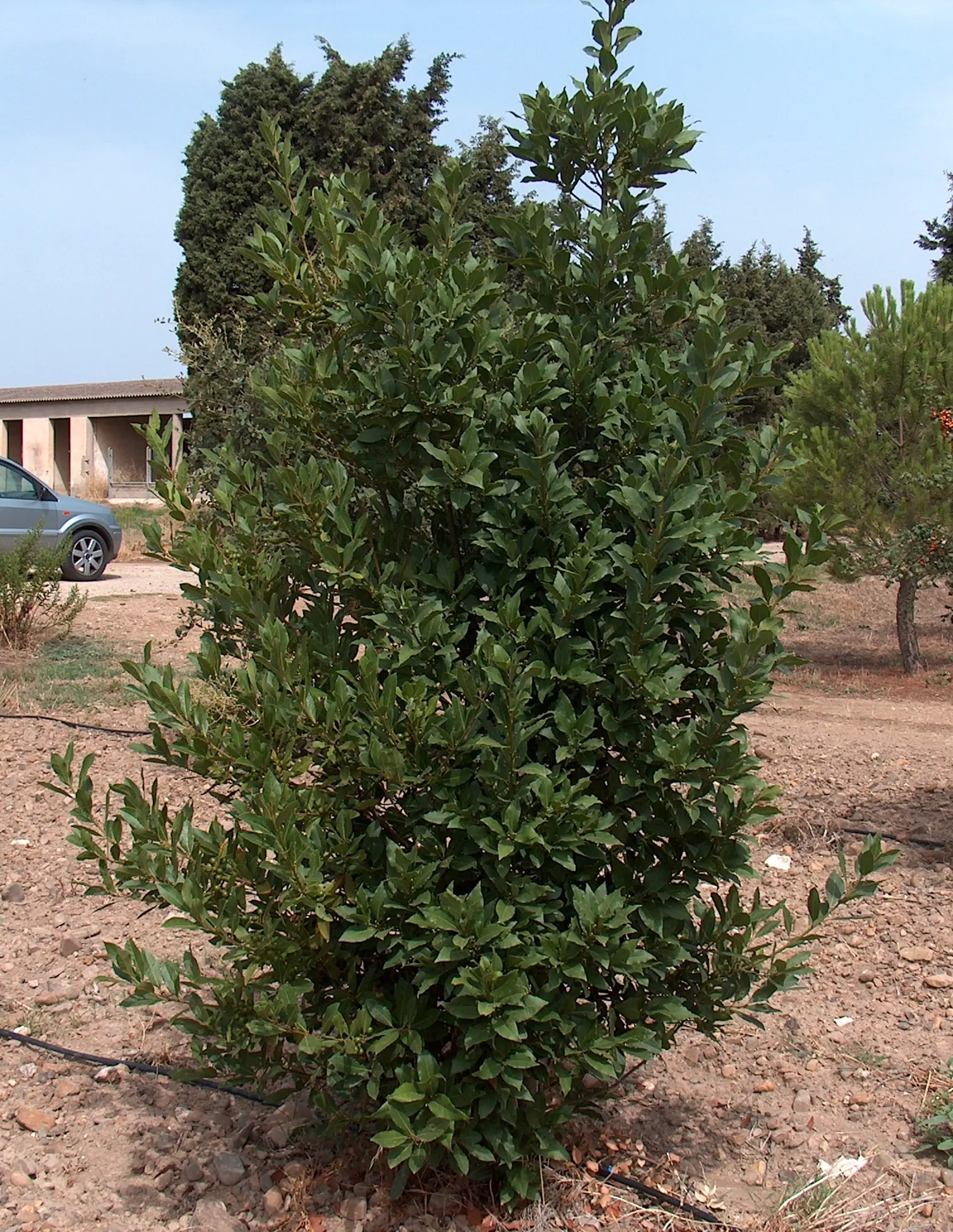 Grecian Laurel (Laurus Nobilis) — shrub / tree for full or half; creating a focal point or a stately hedge that clients will appreciate for both its beauty and