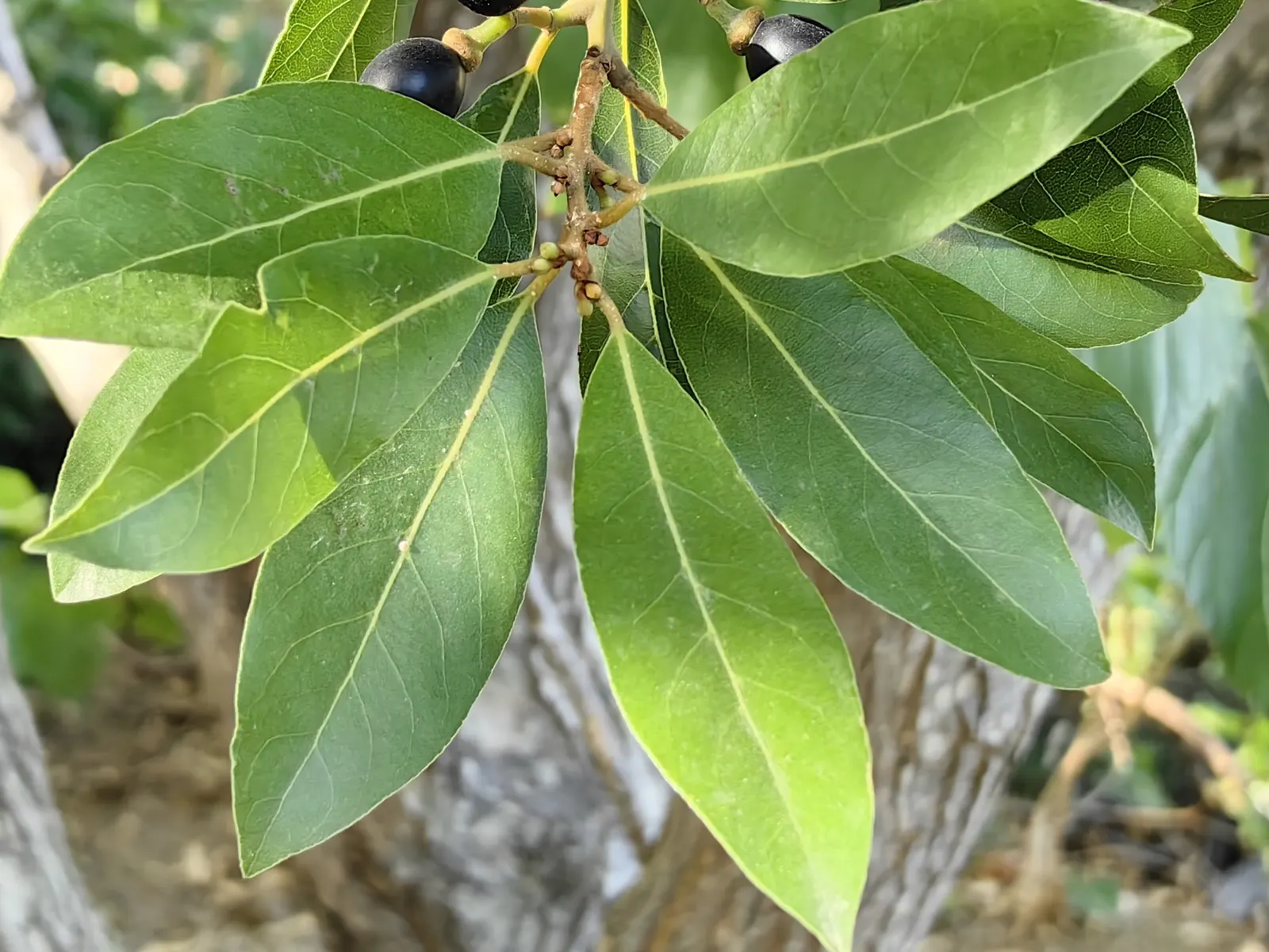 Grecian Laurel (Laurus Nobilis) — shrub / tree for full or half; creating a focal point or a stately hedge that clients will appreciate for both, image 66