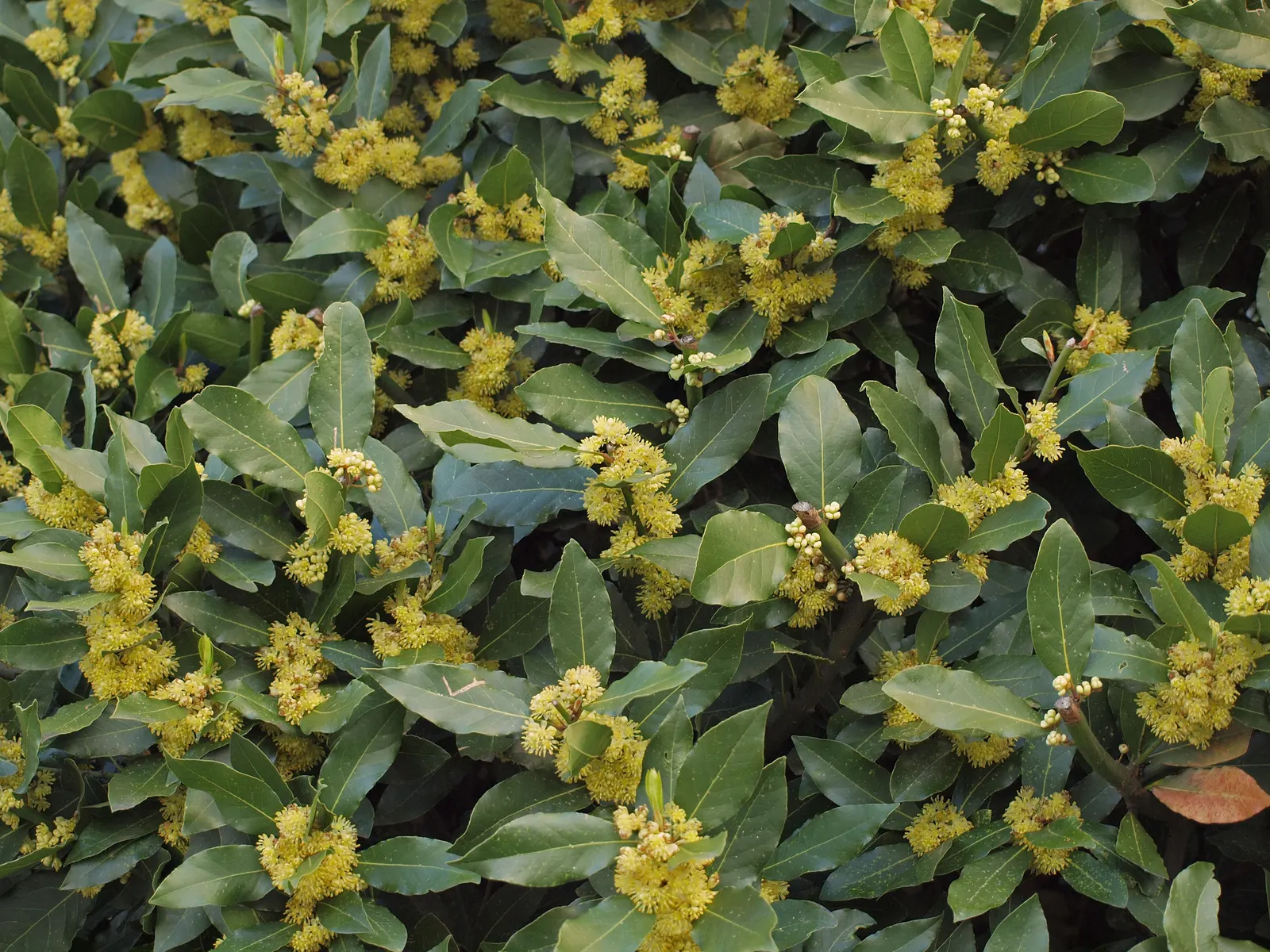 Grecian Laurel (Laurus Nobilis) — Originating from the Mediterranean; this noble plant typically achieves a stature of 10 to 30 feet tall, image 52