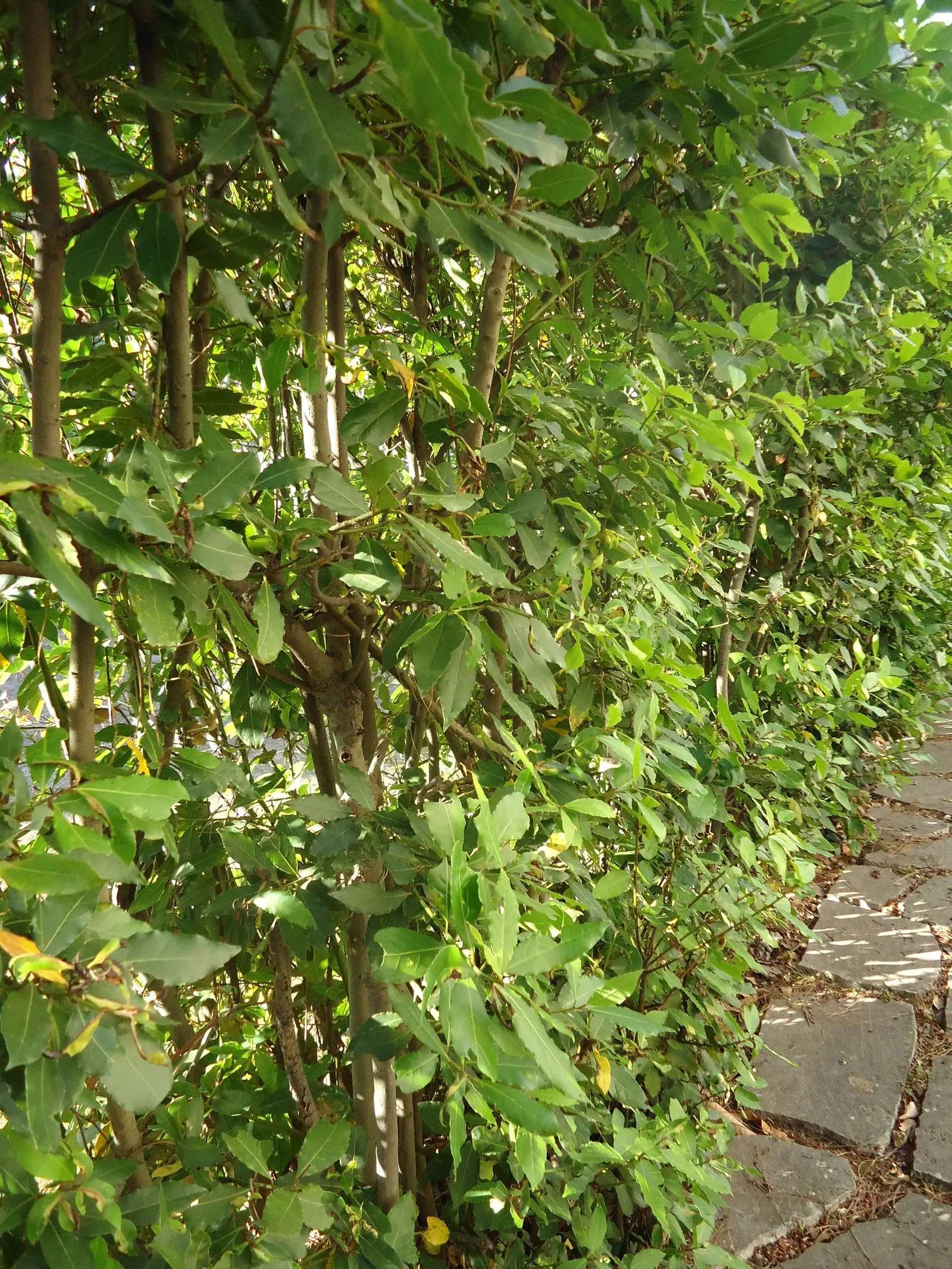 Grecian Laurel (Laurus Nobilis) — this noble plant typically achieves a stature of 10 to 30 feet tall