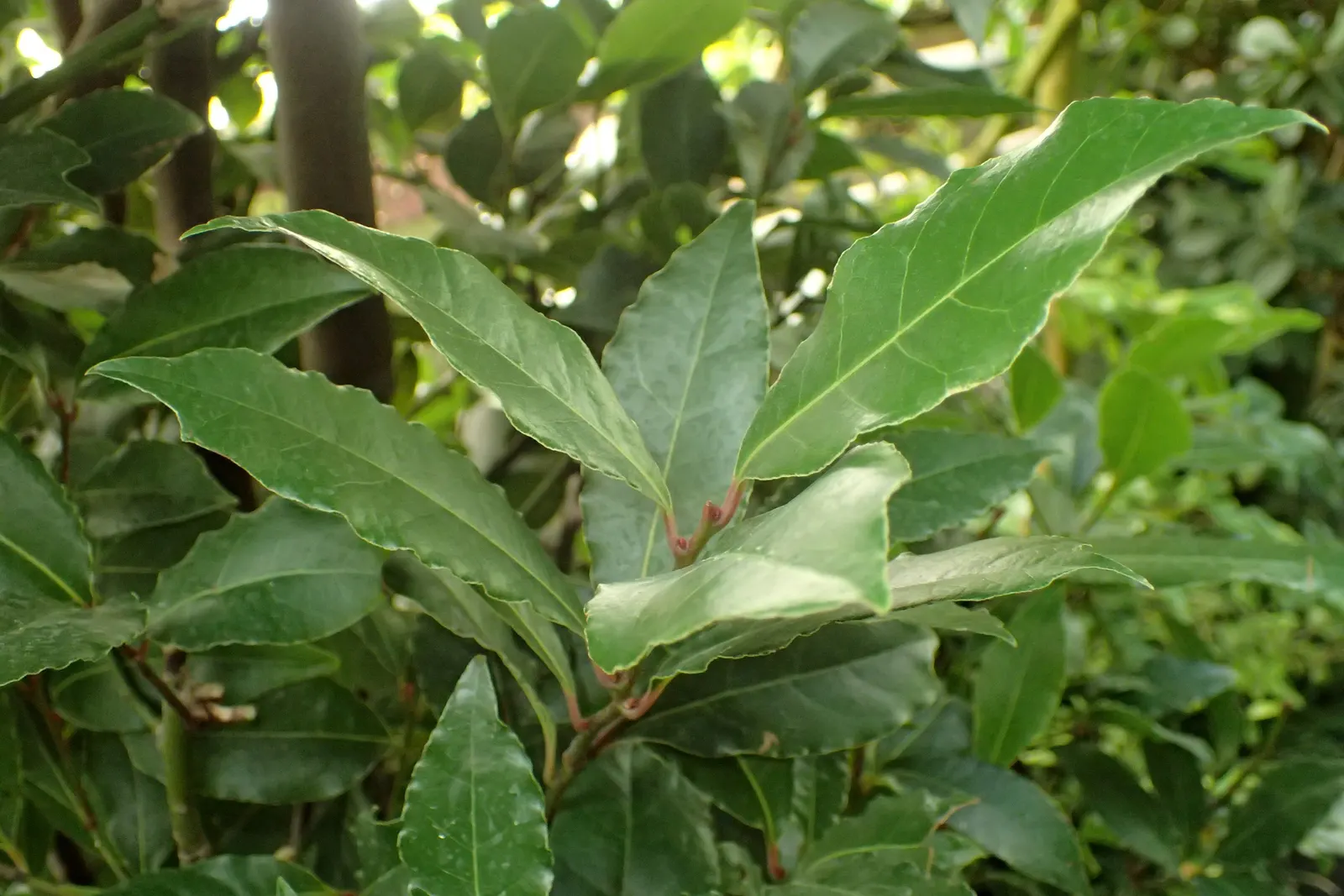 Grecian Laurel (Laurus Nobilis) — Small yellow flowers bloom in spring, followed by purplish-black berries if pollinated; symbolizes victory and, image 72