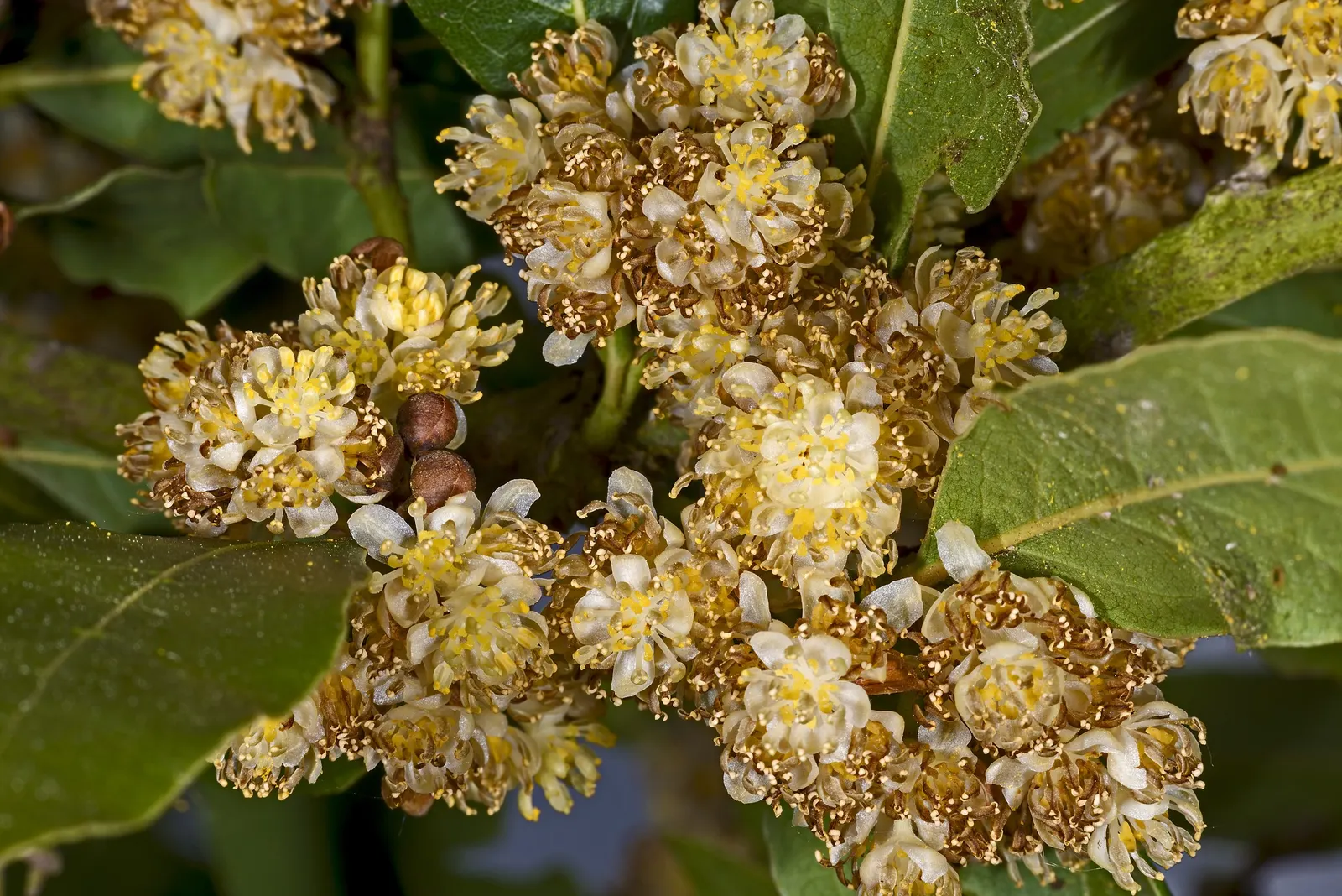 Grecian Laurel (Laurus Nobilis) — yellow flowers in the garden; hardy in USDA zones 8-10, it can be trained as a topiary or used in hedges