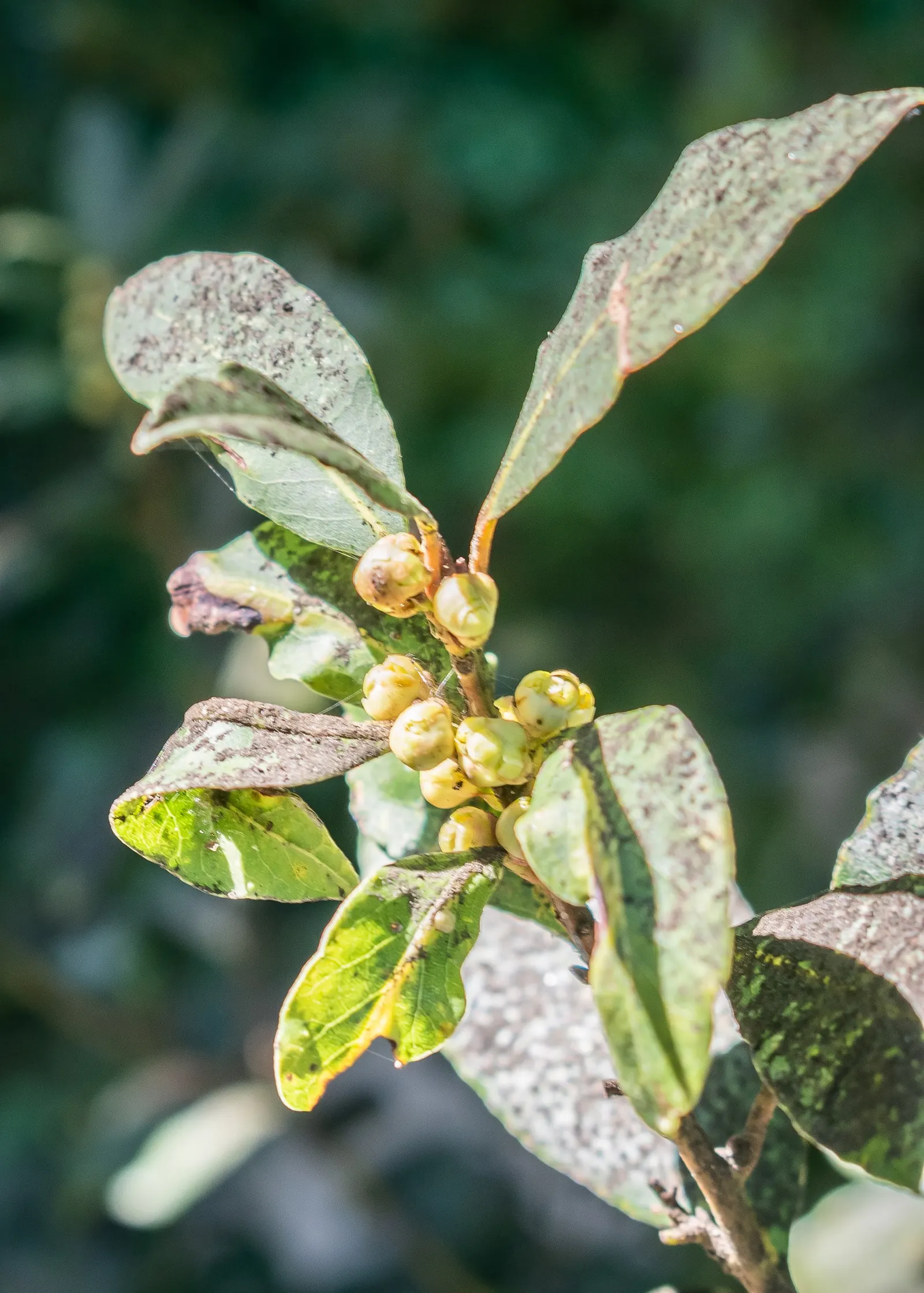 Grecian Laurel (Laurus Nobilis) — commonly known as the Grecian Laurel or Sweet Bay; commonly utilized in culinary arts, image 73