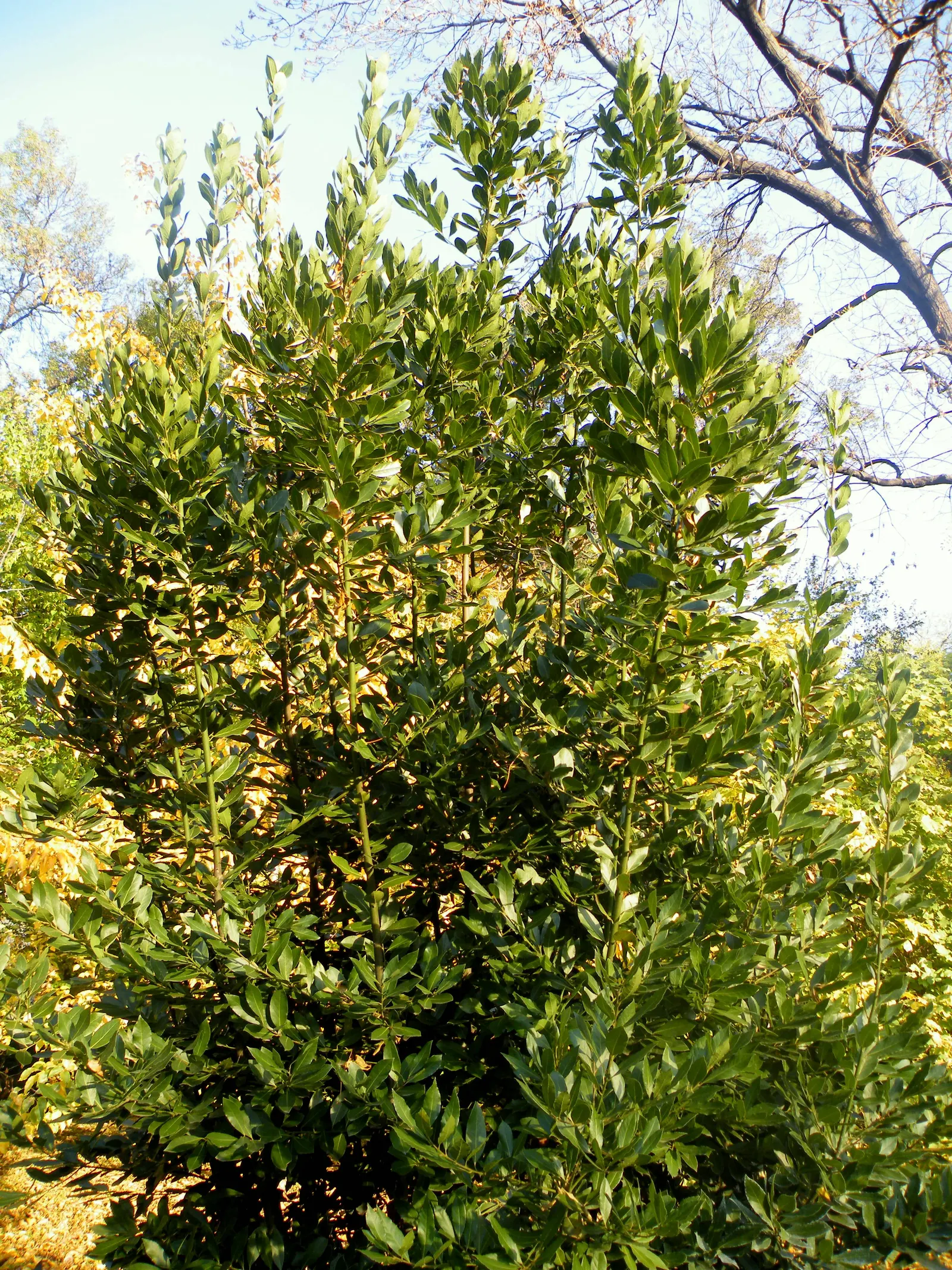 Grecian Laurel (Laurus Nobilis) — and provides year-round greenery; hardiness zones for this laurel range from 8 to 10