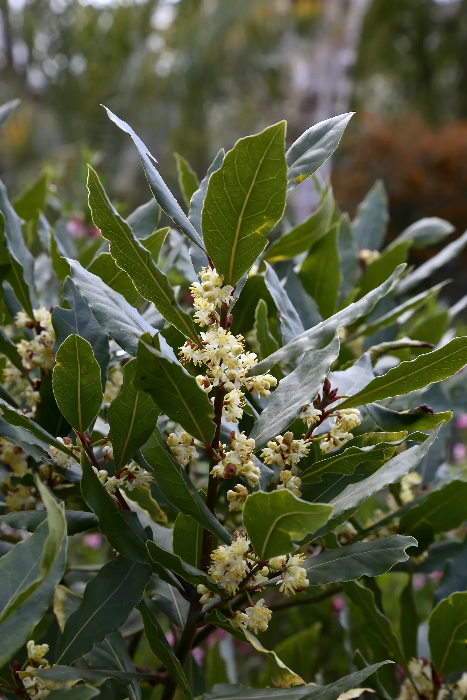 Grecian Laurel (Laurus Nobilis) — this noble plant typically achieves a stature of 10 to 30 feet tall; its slow to moderate growth rate allows for, image 53