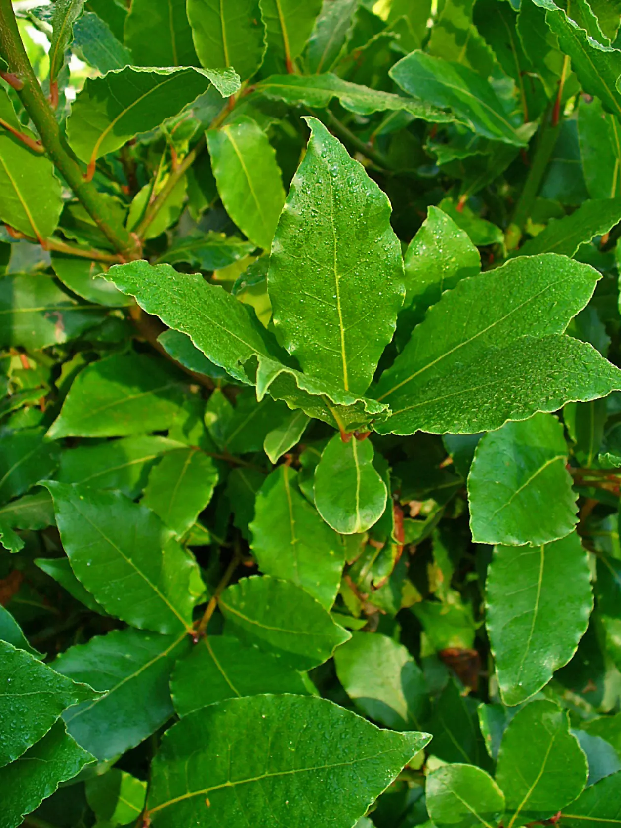 Grecian Laurel (Laurus Nobilis) — Reaching up to 18-30 feet tall and 12-20 feet wide; and provides year-round greenery, image 91