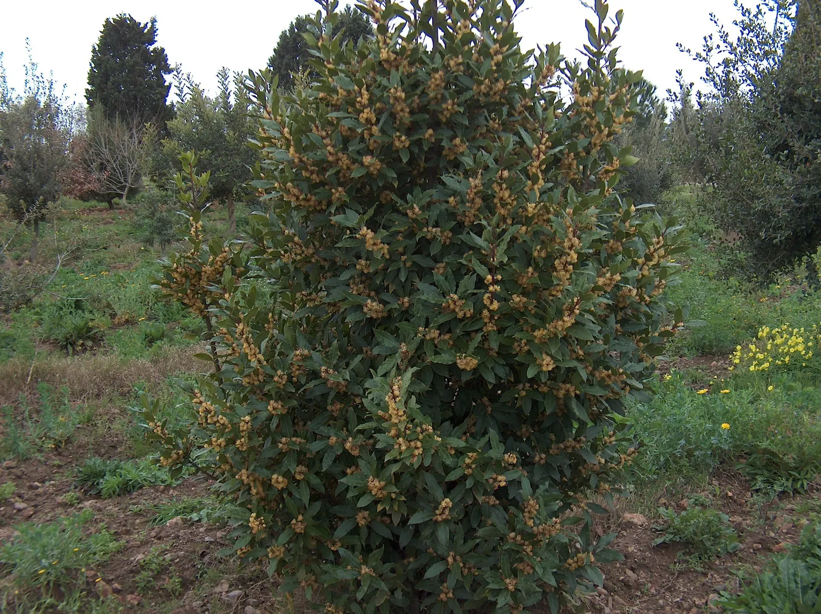 Grecian Laurel (Laurus Nobilis) — commonly utilized in culinary arts; leathery leaves that emit a fragrant aroma when bruised and its ability to, image 90