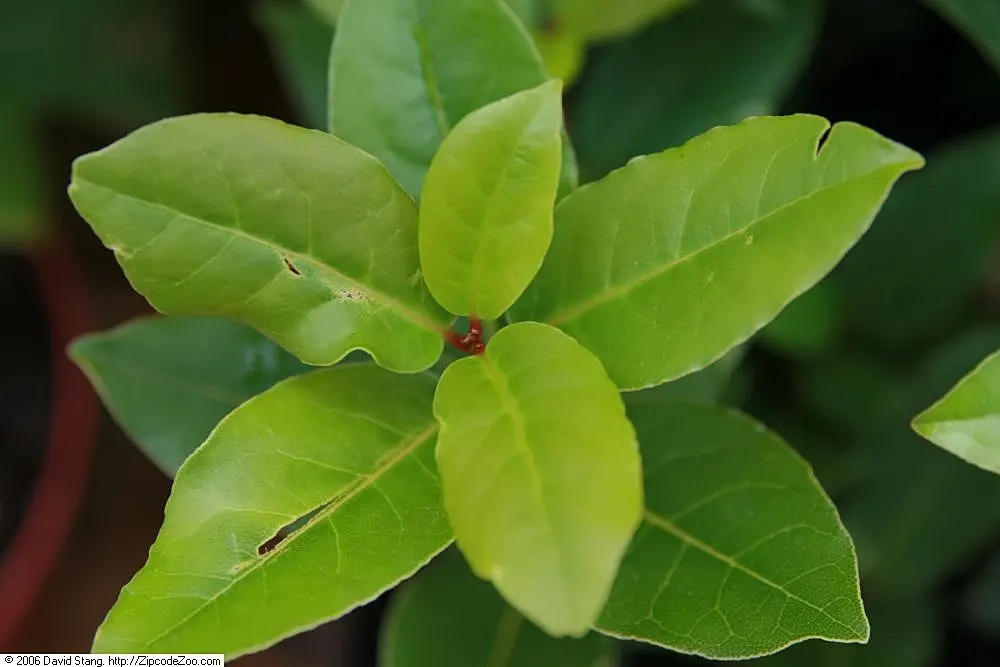 Grecian Laurel (Laurus Nobilis) — leathery leaves that emit a fragrant aroma when bruised and its ability to thrive in full to partial sunlight