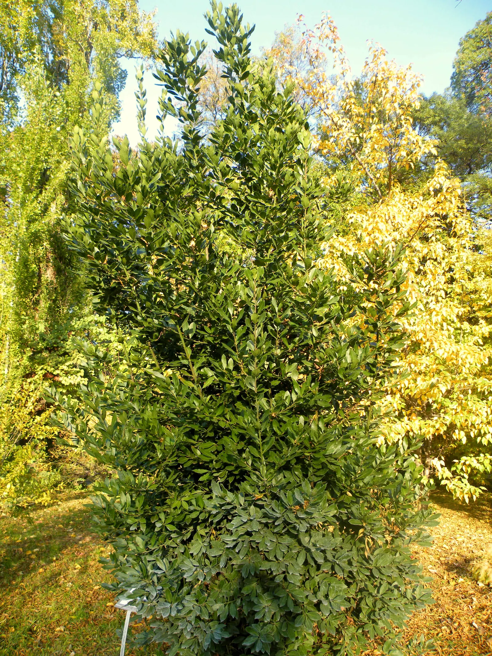 Grecian Laurel (Laurus Nobilis) — Hardiness zones for this laurel range from 8 to 10; shrub / tree for full or half