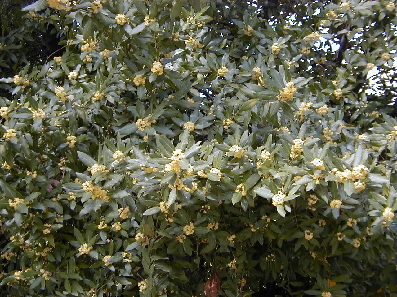 Grecian Laurel (Laurus Nobilis) — is an evergreen shrub with aromatic