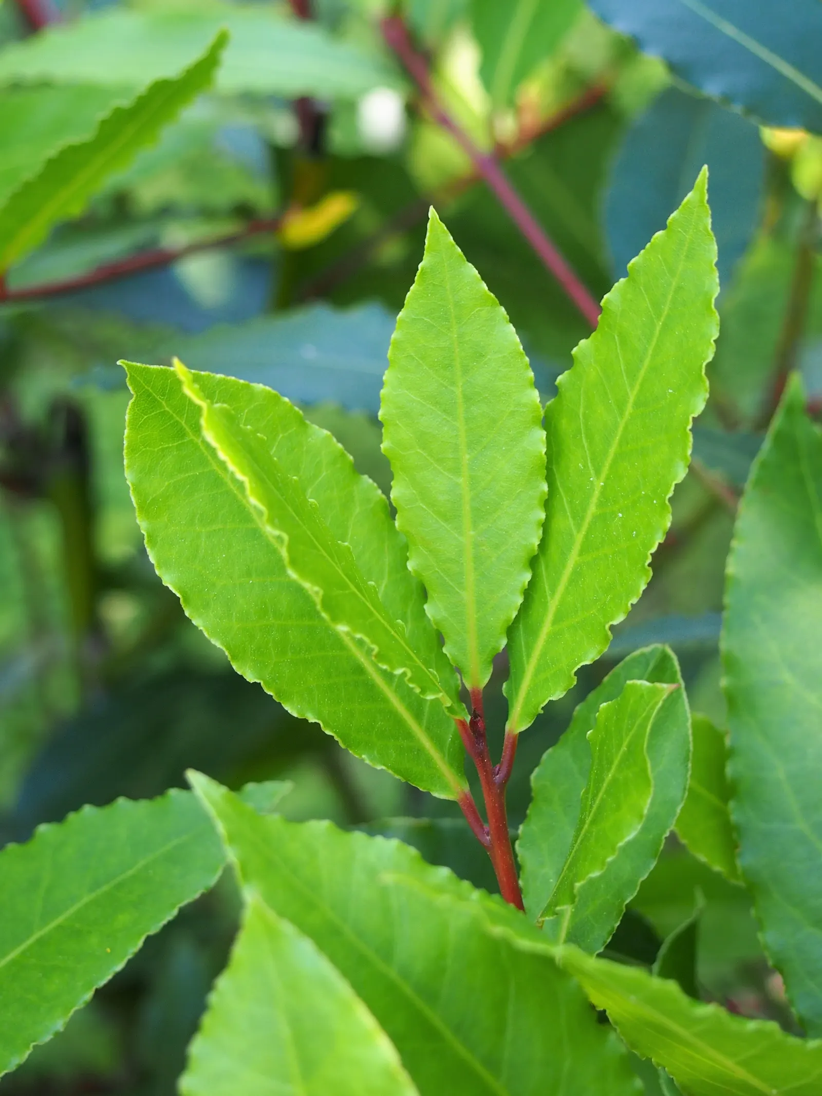 Grecian Laurel (Laurus Nobilis) — Originating from the Mediterranean