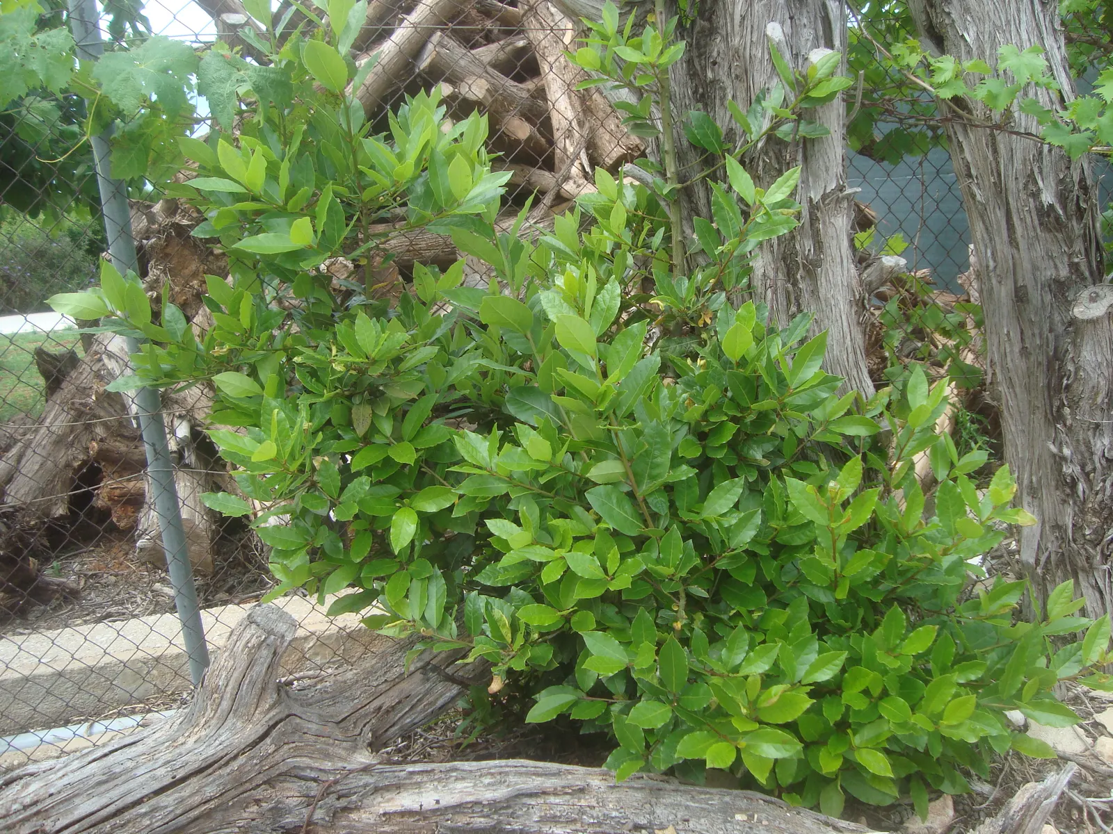 Grecian Laurel (Laurus Nobilis) — In terms of maintenance, pruning is optional but can be utilized to shape the plant or control its size