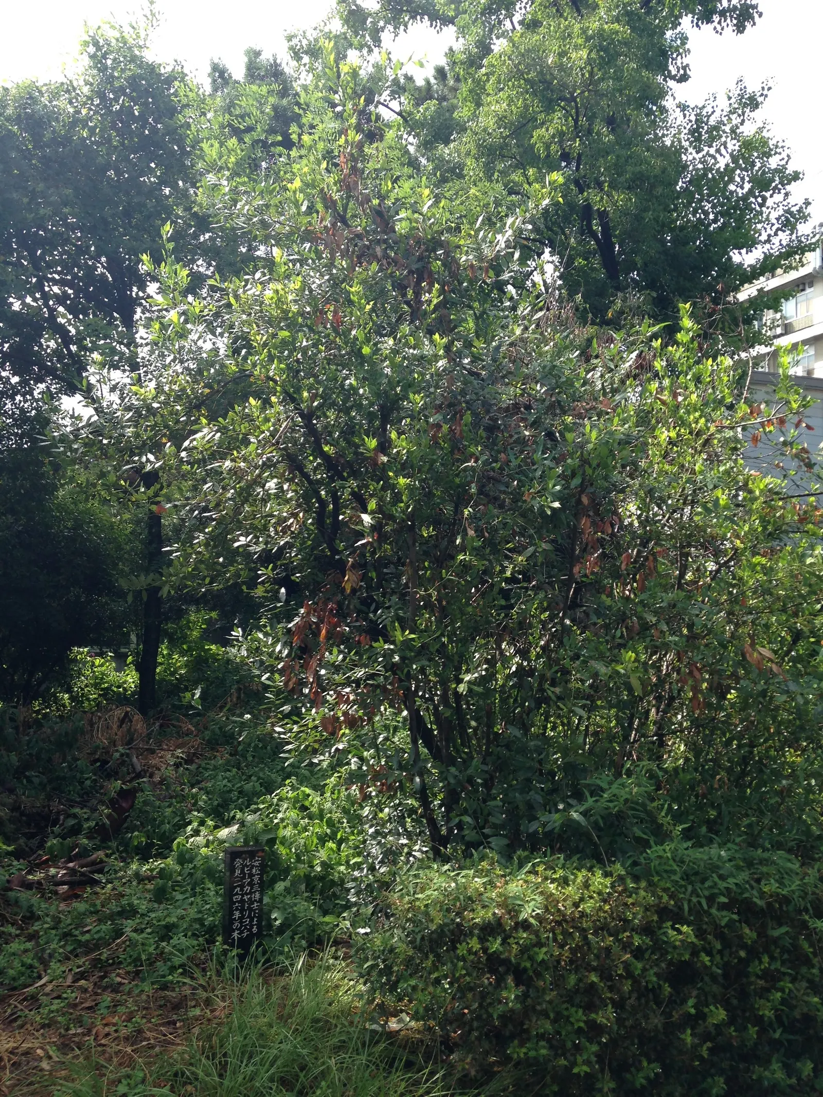 Grecian Laurel (Laurus Nobilis) — symbolizes victory and achievement; small yellow flowers bloom in spring, followed by purplish-black berries if, image 61
