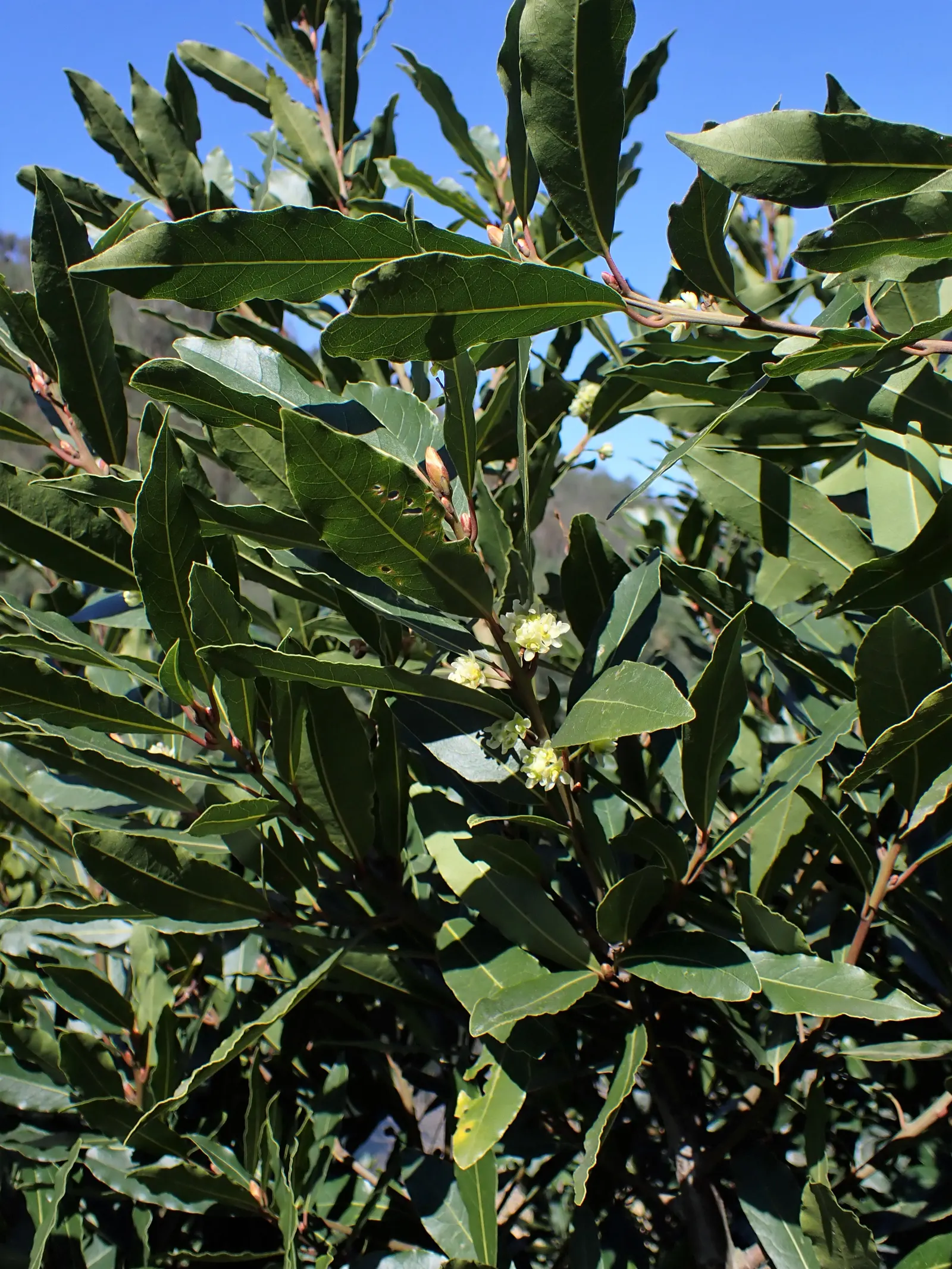 Grecian Laurel (Laurus Nobilis) — and provides year-round greenery; hardiness zones for this laurel range from 8 to 10, image 62