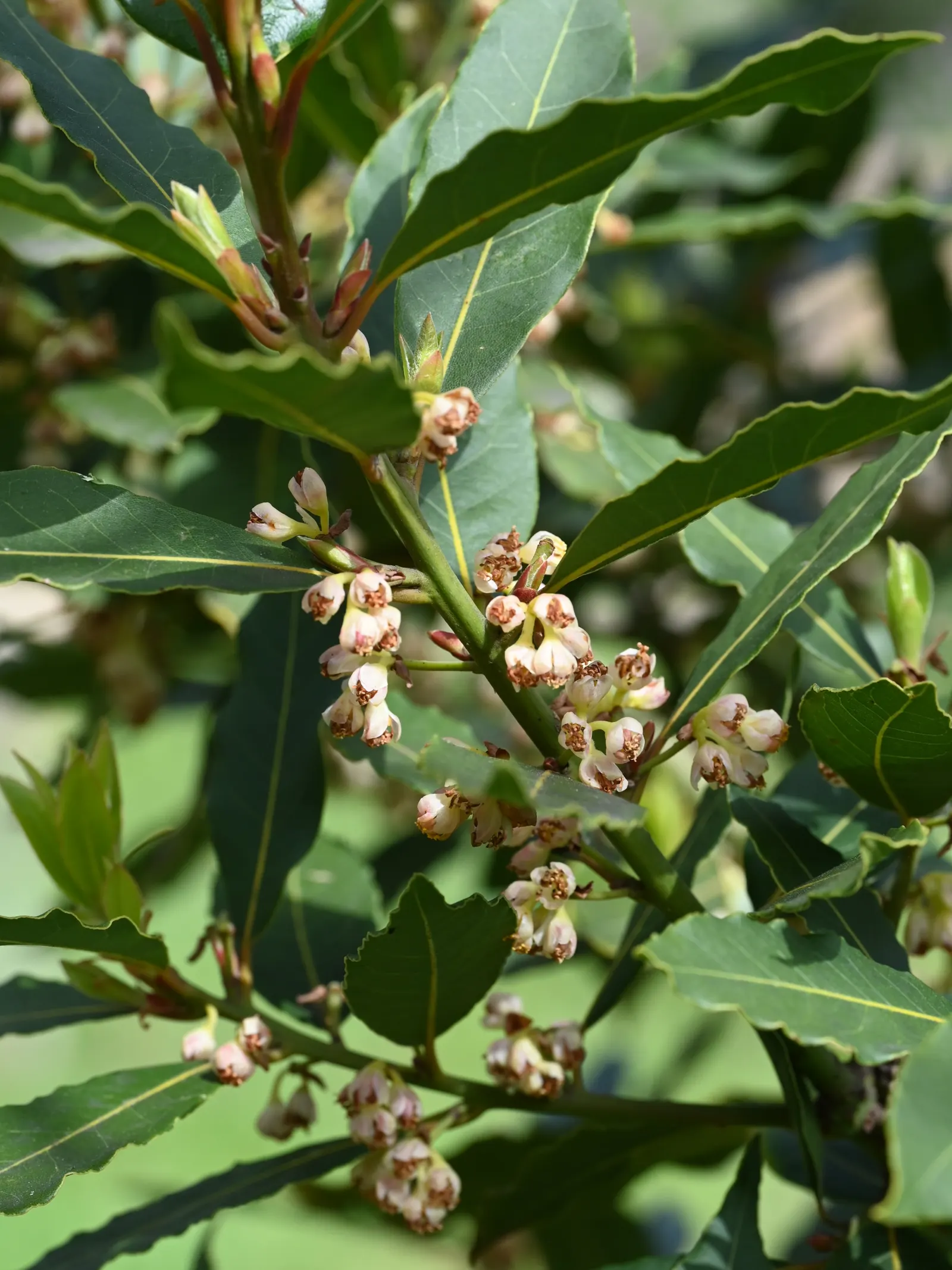 Grecian Laurel (Laurus Nobilis) — Originating from the Mediterranean; this noble plant typically achieves a stature of 10 to 30 feet tall, image 74