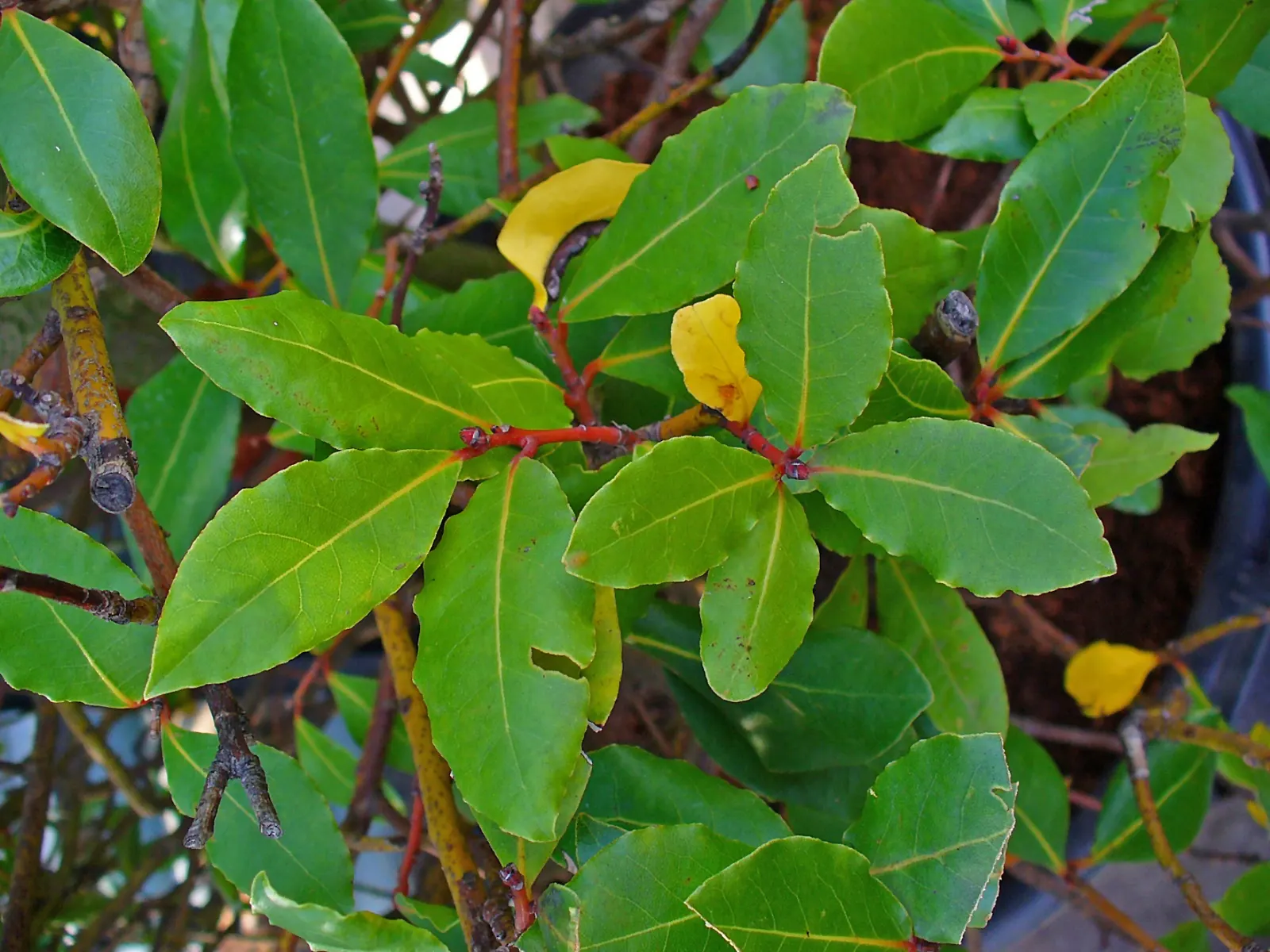 Grecian Laurel (Laurus Nobilis) — yellow flowers in the garden; hardy in USDA zones 8-10, it can be trained as a topiary or used in hedges, image 86