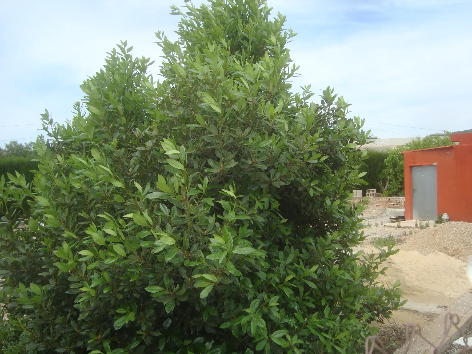 Grecian Laurel (Laurus Nobilis) — Reaching up to 18-30 feet tall and 12-20 feet wide; and provides year-round greenery, image 69