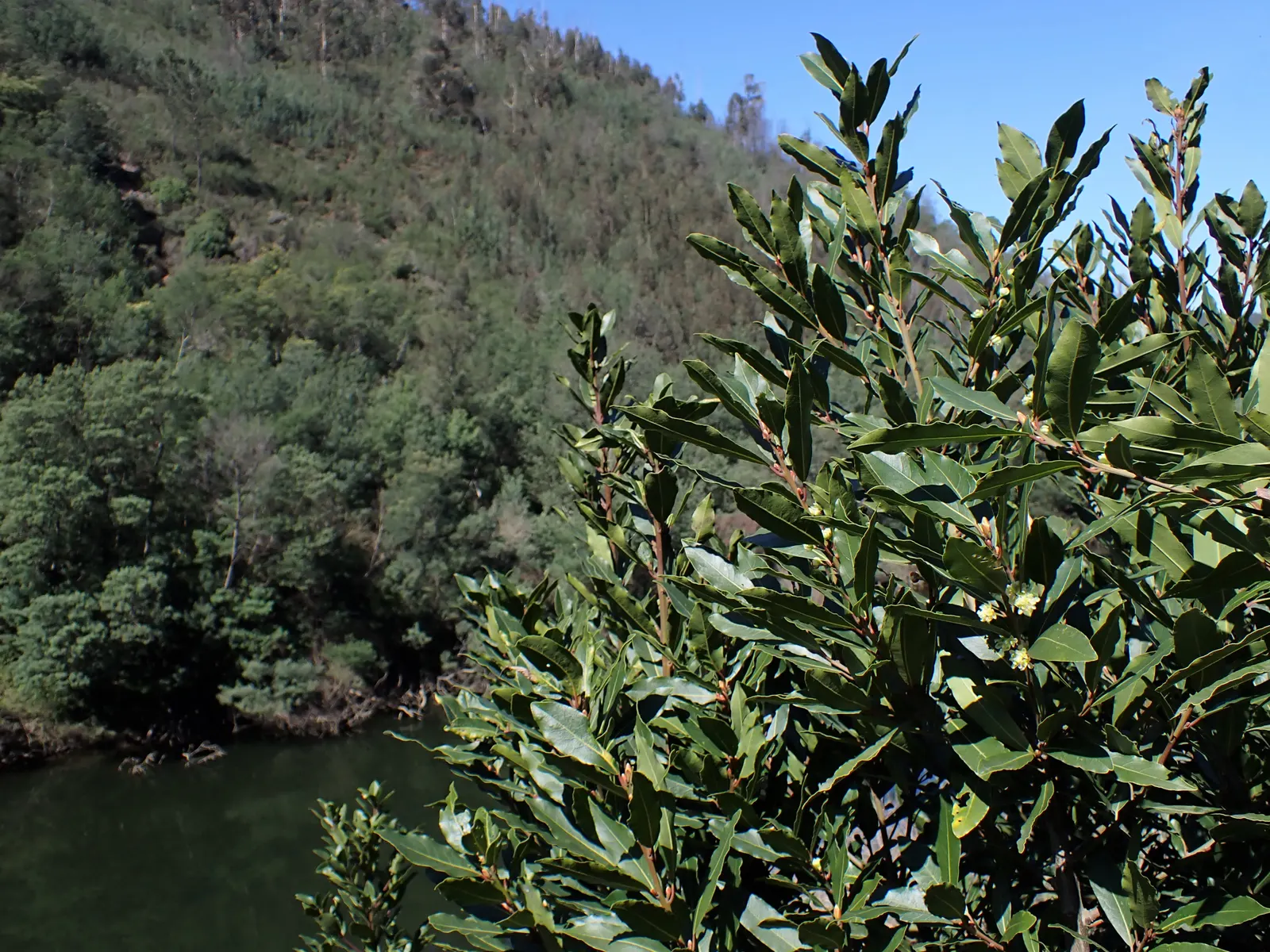 Grecian Laurel (Laurus Nobilis) — Hardiness zones for this laurel range from 8 to 10; shrub / tree for full or half, image 57