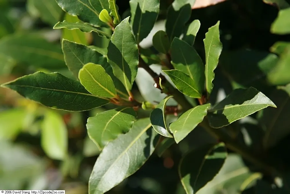 Grecian Laurel (Laurus Nobilis) — Small yellow flowers bloom in spring, followed by purplish-black berries if pollinated; symbolizes victory and achievement