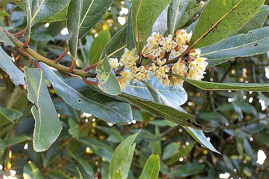 Grecian Laurel (Laurus Nobilis) — In terms of maintenance, pruning is optional but can be utilized to shape the plant or control its size, image 59