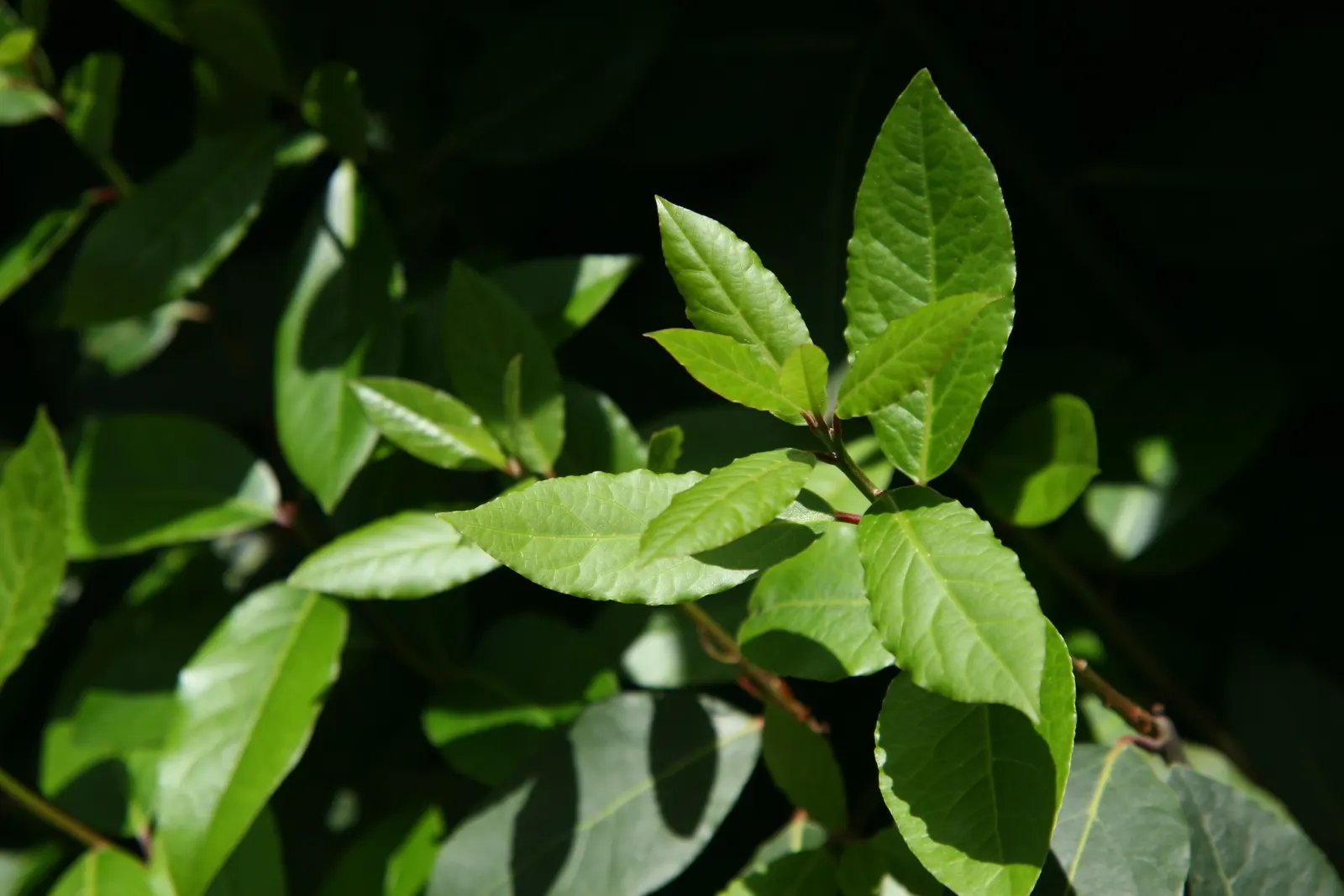 Grecian Laurel (Laurus Nobilis) — shrub / tree with yellow blooms; the Grecian Laurel requires well-drained soil with a preference for a slightly acidic to