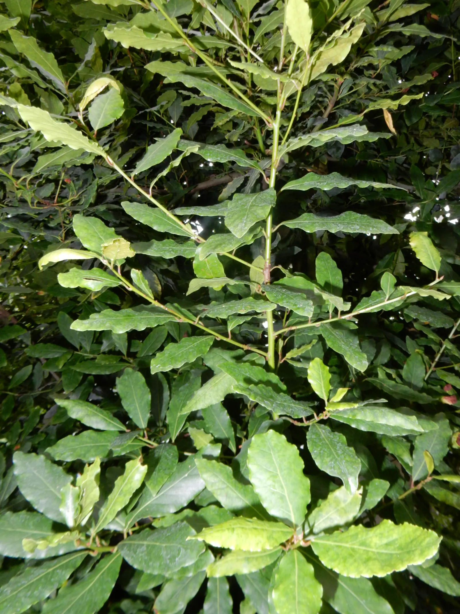 Grecian Laurel (Laurus Nobilis) — is an evergreen shrub with aromatic; it thrives in full sun to partial shade in well-drained soils, image 67