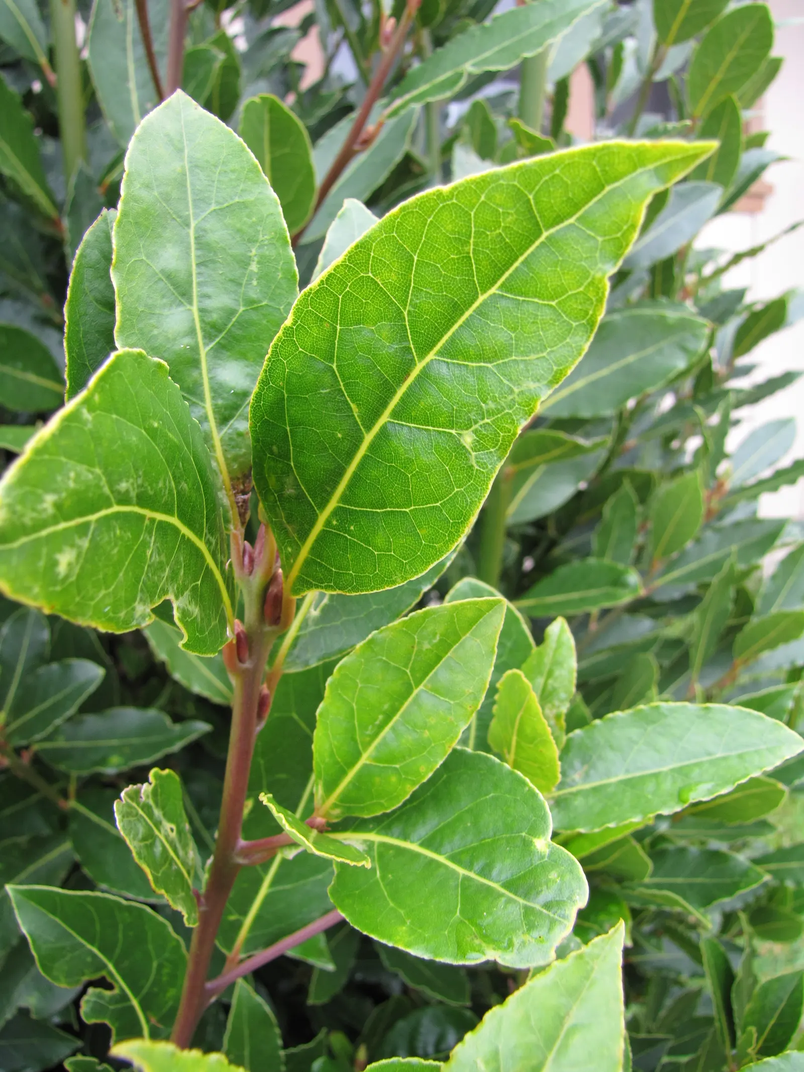 Grecian Laurel (Laurus Nobilis) — leathery leaves that emit a fragrant aroma when bruised and its ability to thrive in full to partial sunlight; originating