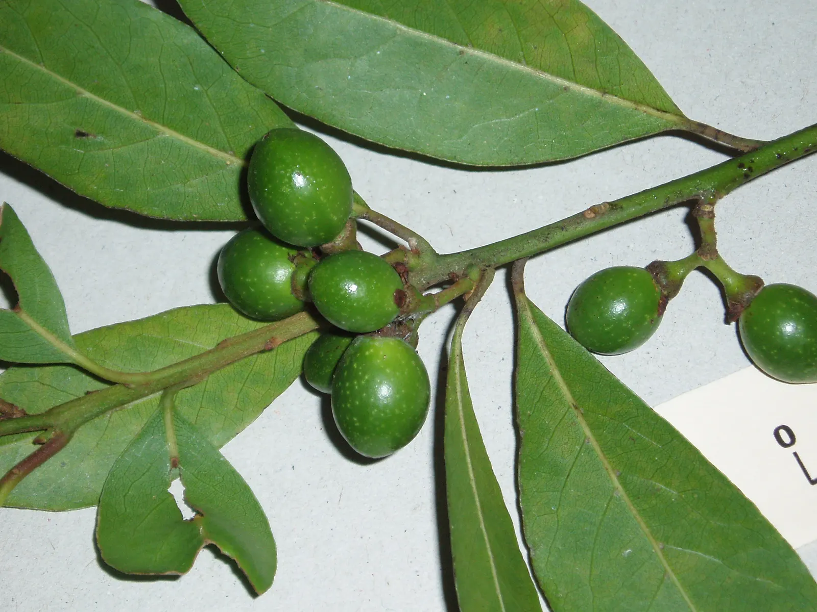 Grecian Laurel (Laurus Nobilis) — shrub / tree with yellow blooms