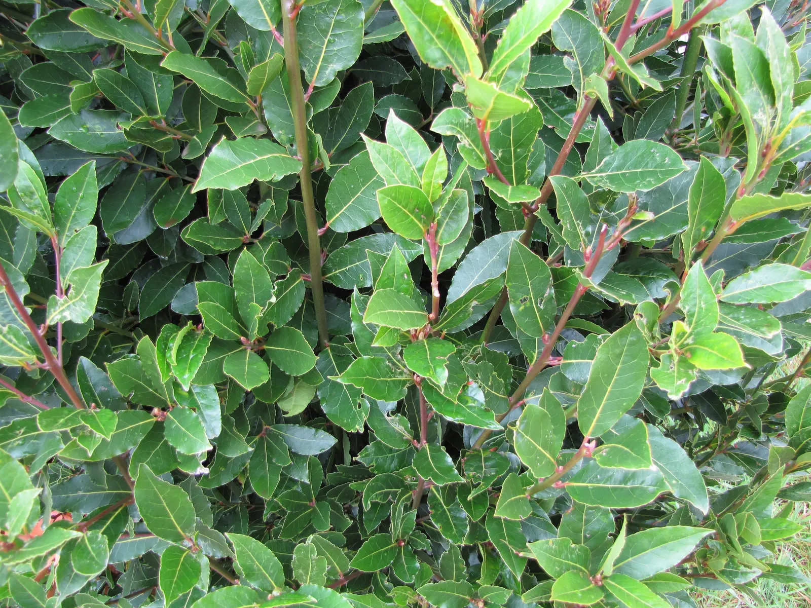 Grecian Laurel (Laurus Nobilis) — yellow flowers in the garden; hardy in USDA zones 8-10, it can be trained as a topiary or used in hedges, image 64