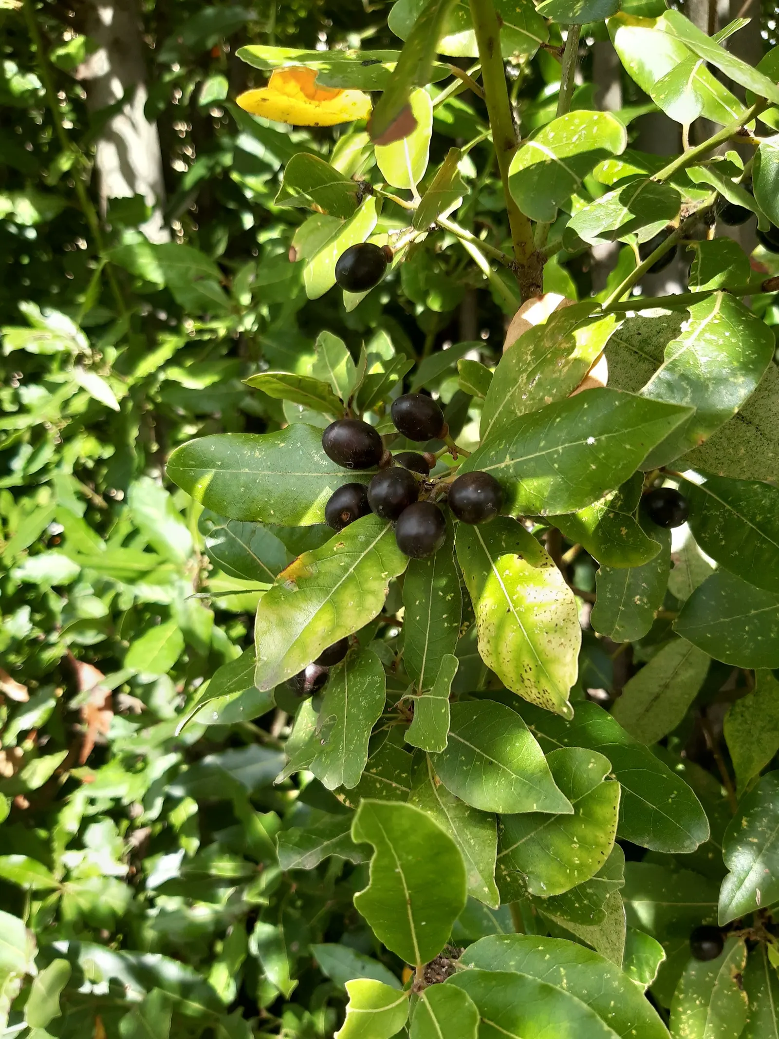 Grecian Laurel (Laurus Nobilis) — commonly known as the Grecian Laurel or Sweet Bay; commonly utilized in culinary arts, image 51
