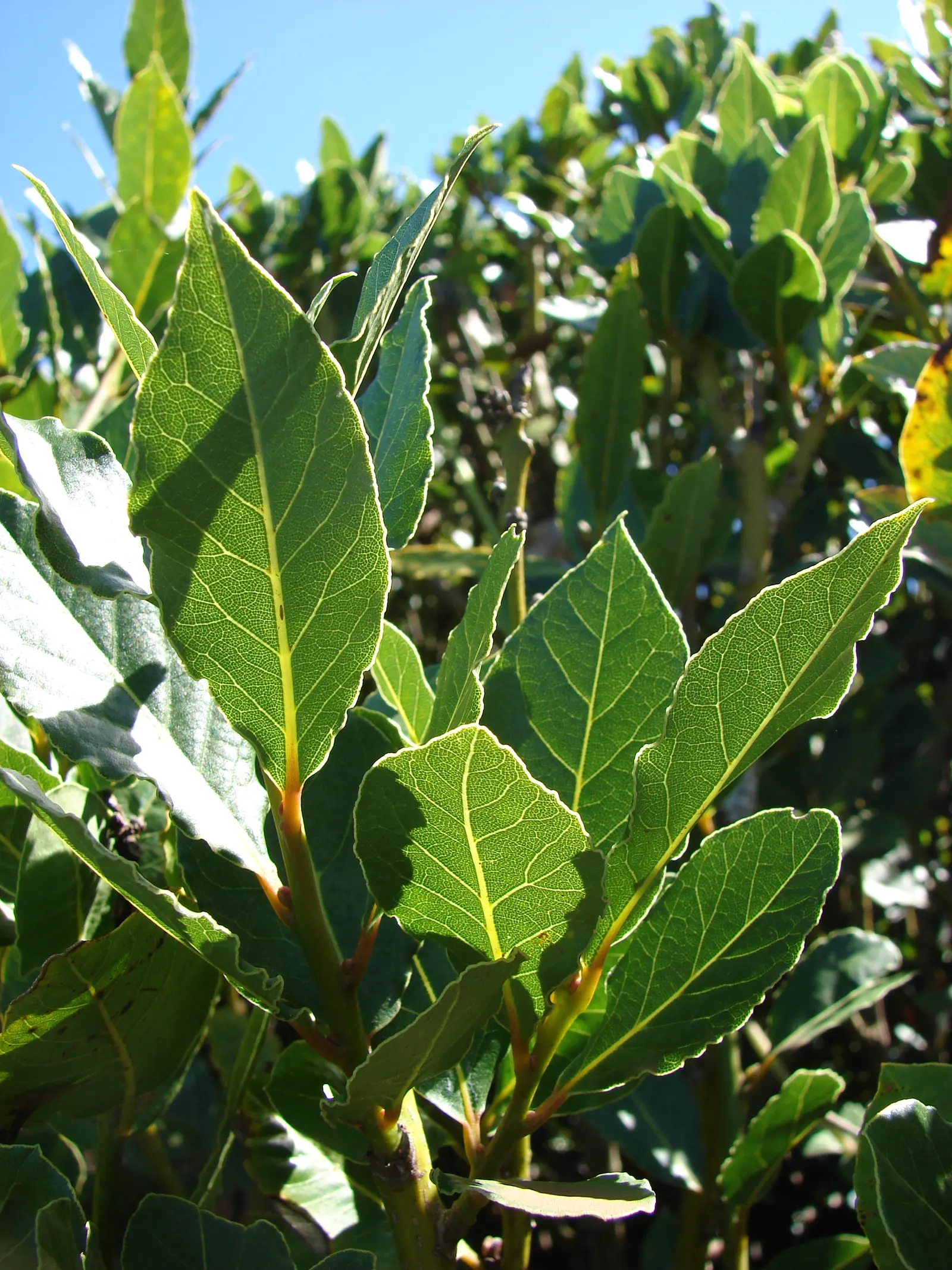 Grecian Laurel (Laurus Nobilis) — commonly utilized in culinary arts; leathery leaves that emit a fragrant aroma when bruised and its ability to, image 68