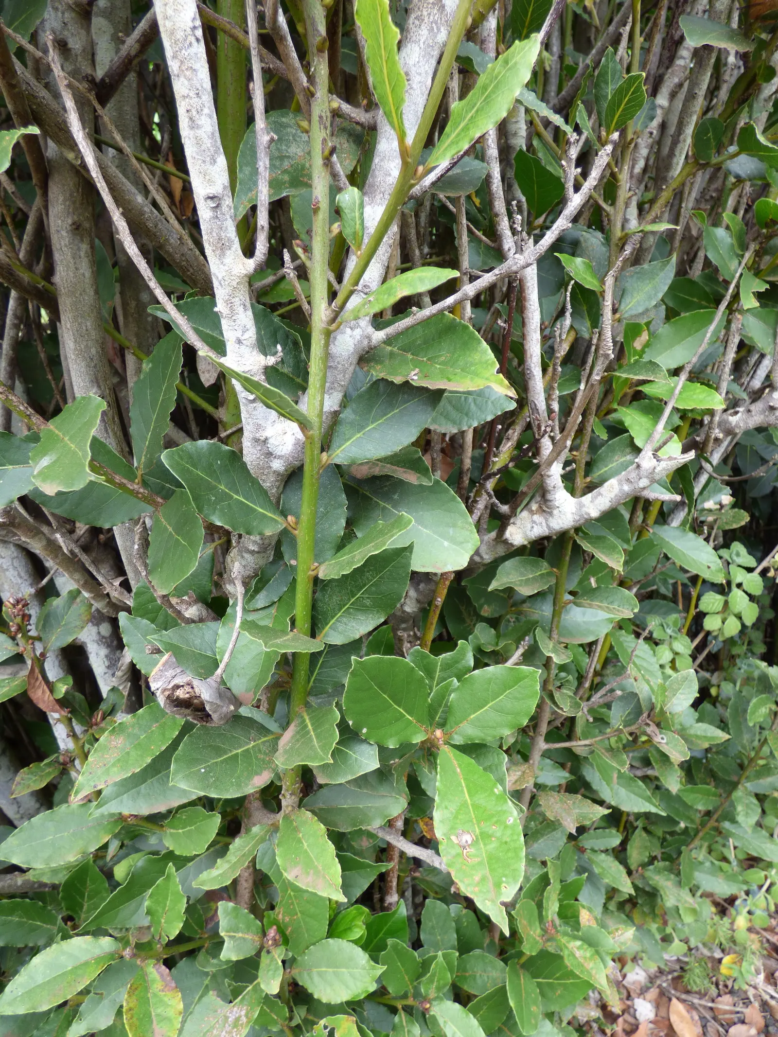 Grecian Laurel (Laurus Nobilis) — with a spread of 5 to 20 feet; is an evergreen shrub with aromatic, image 76