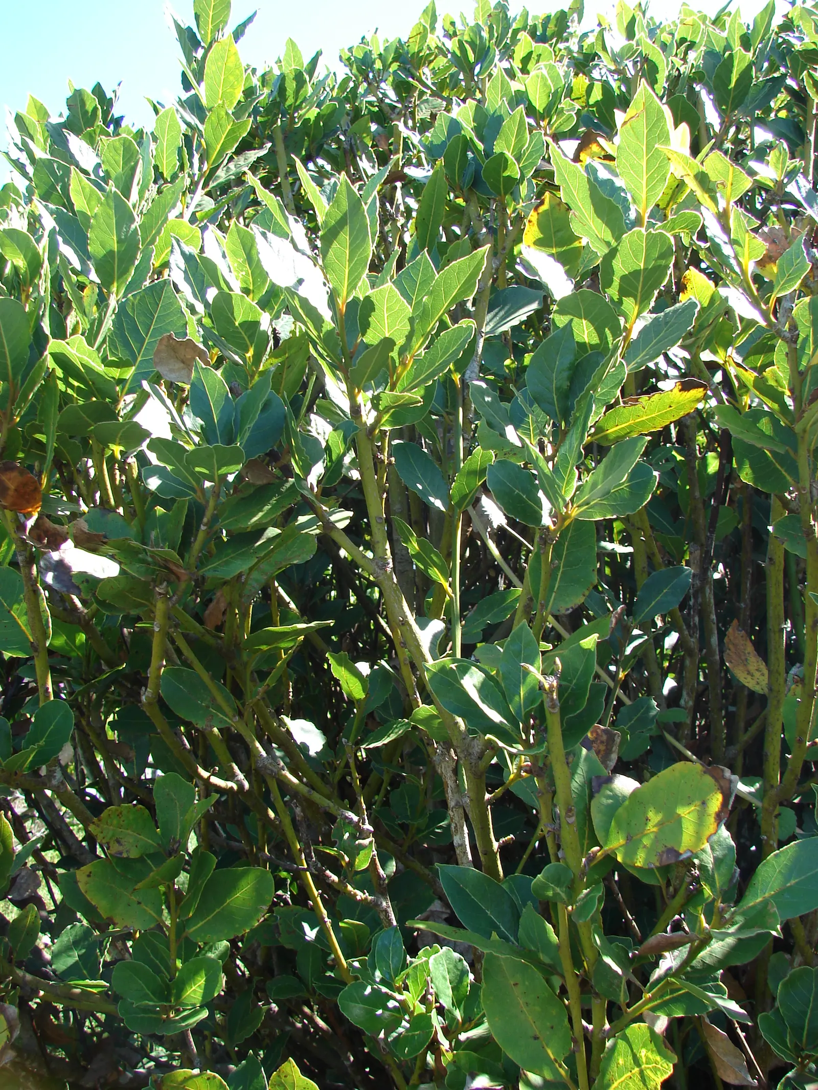 Grecian Laurel (Laurus Nobilis) — is an evergreen shrub with aromatic; it thrives in full sun to partial shade in well-drained soils, image 45