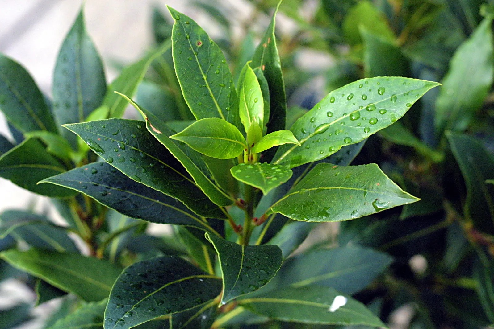 Grecian Laurel (Laurus Nobilis) — this noble plant typically achieves a stature of 10 to 30 feet tall; its slow to moderate growth rate allows for, image 75